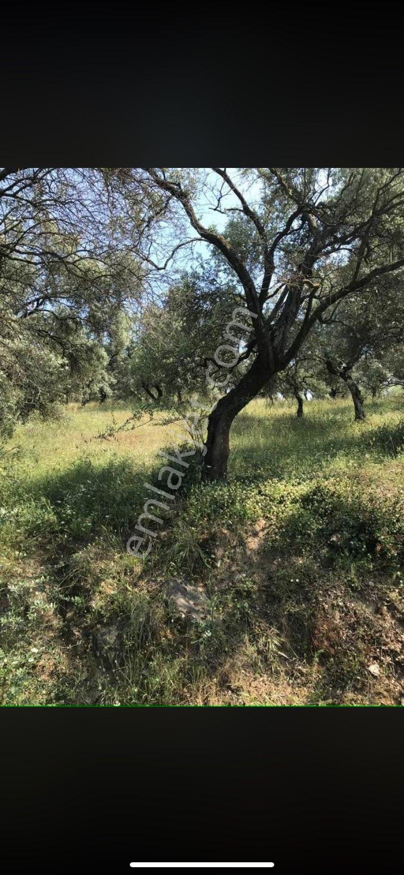 Satlık Zeytin Bahçesi İzmir Bayındır Da - Görsel 2
