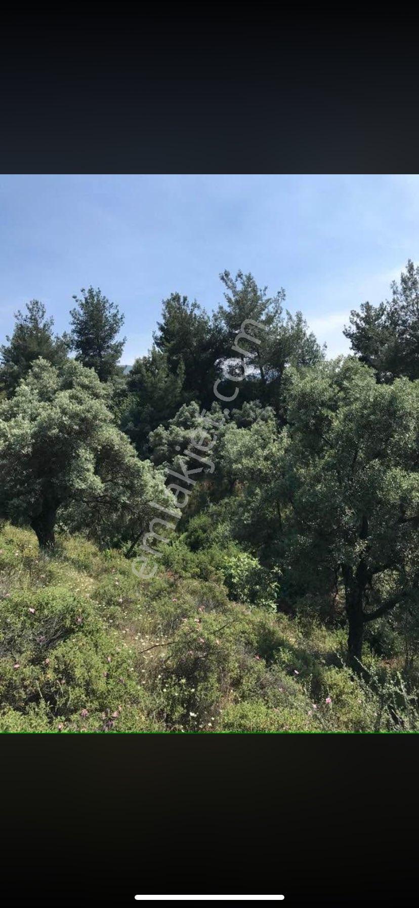 Satlık Zeytin Bahçesi İzmir Bayındır Da - Görsel 6