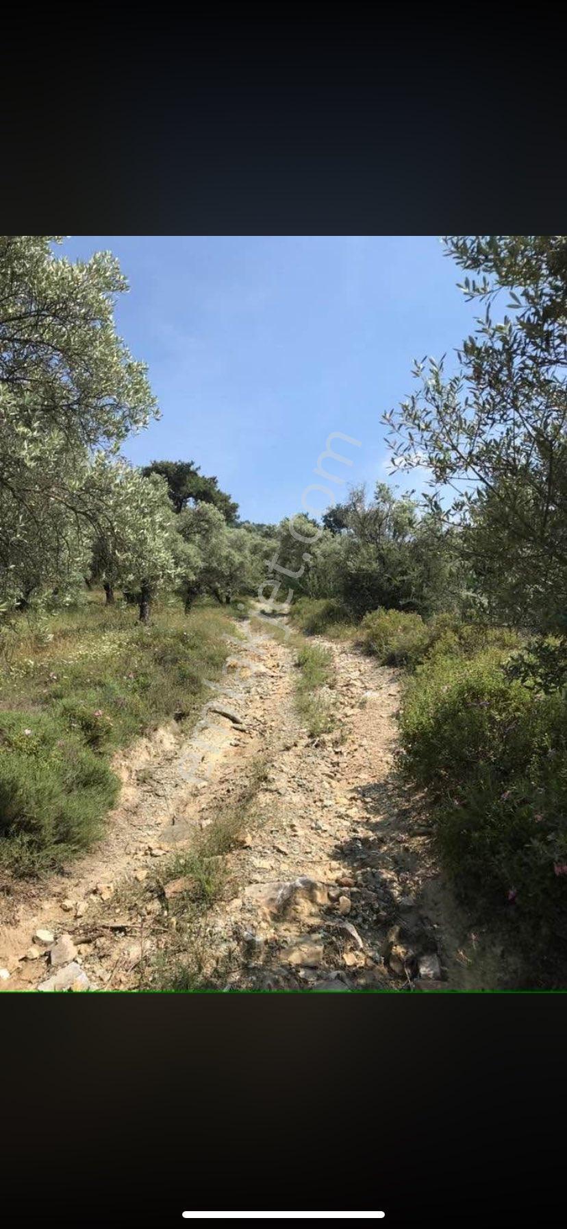 Satlık Zeytin Bahçesi İzmir Bayındır Da