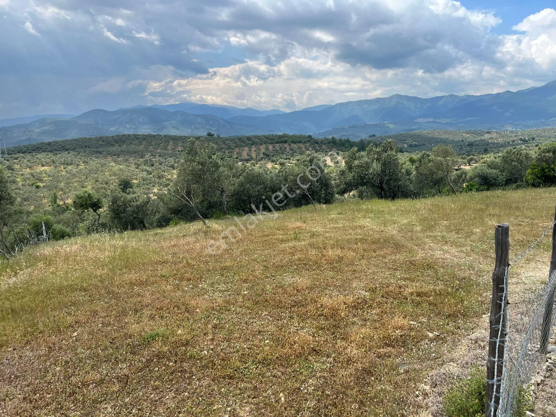 Aras Emlaktan Havran Tepeobada 2772 M² Zeytinlik - Görsel 5