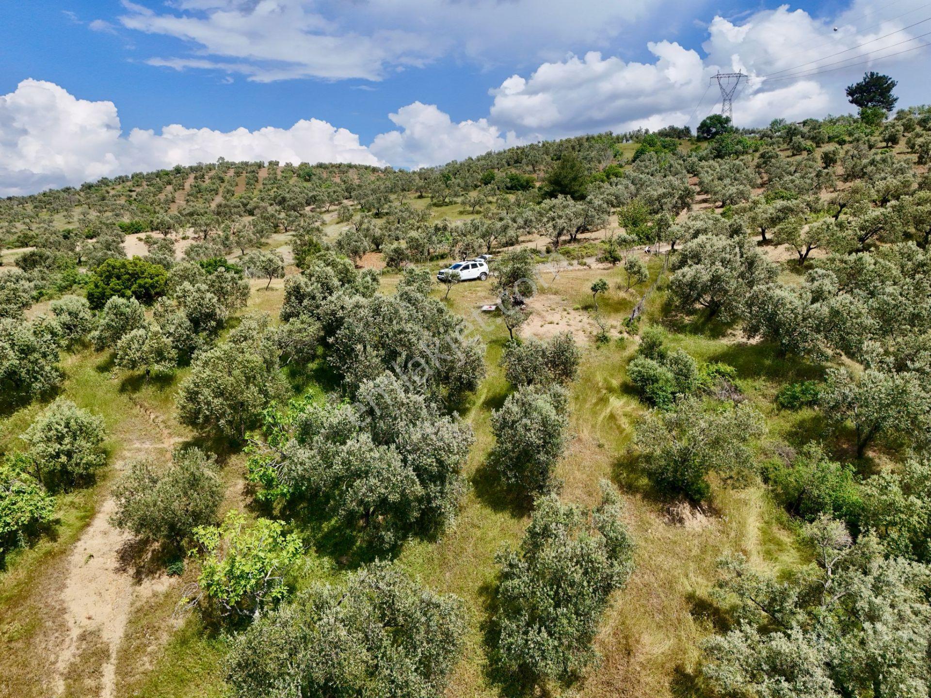 Aras Emlaktan Havran Tepeobada 2772 M² Zeytinlik - Görsel 8
