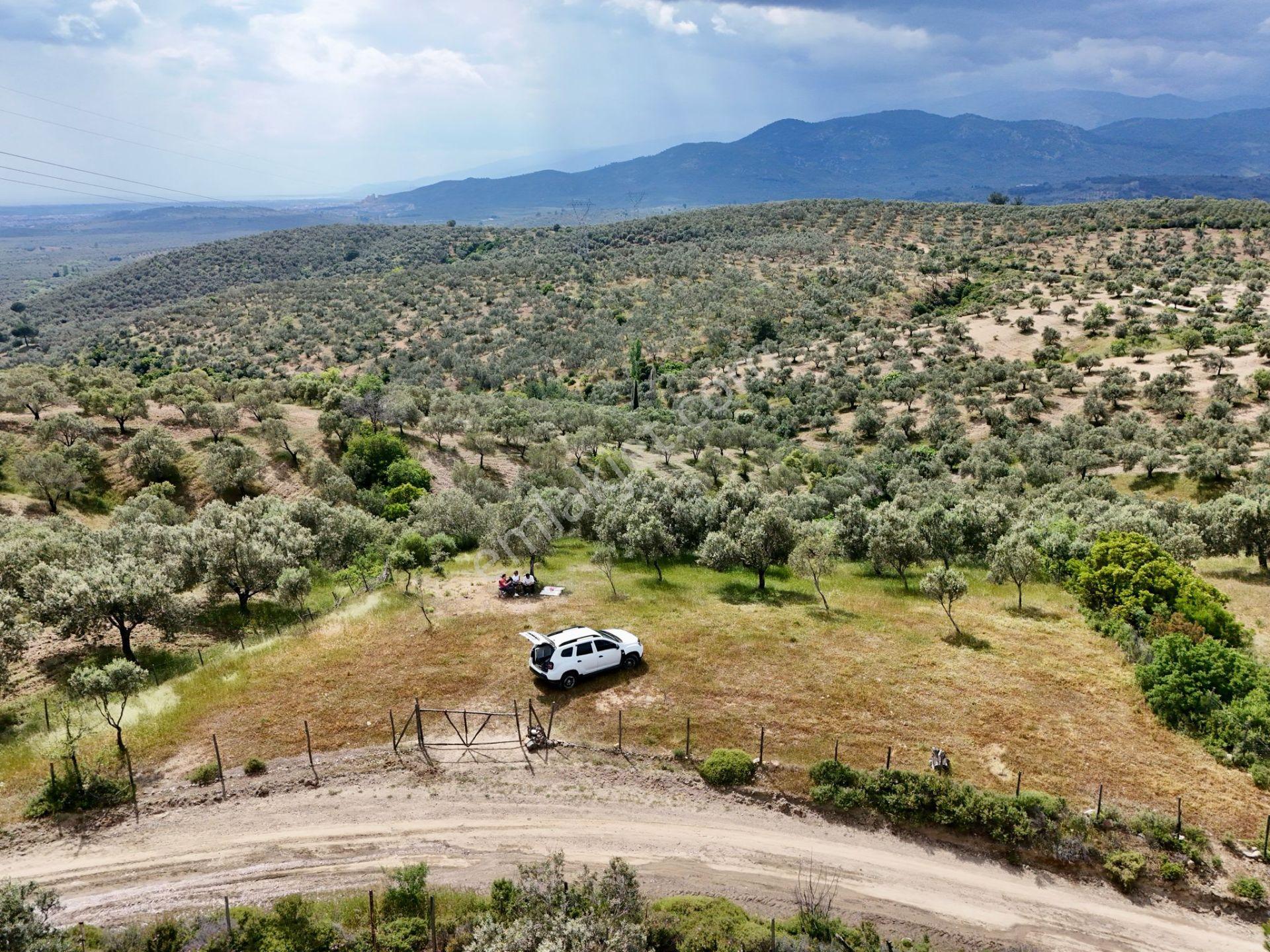 Aras Emlaktan Havran Tepeobada 2772 M² Zeytinlik - Görsel 12