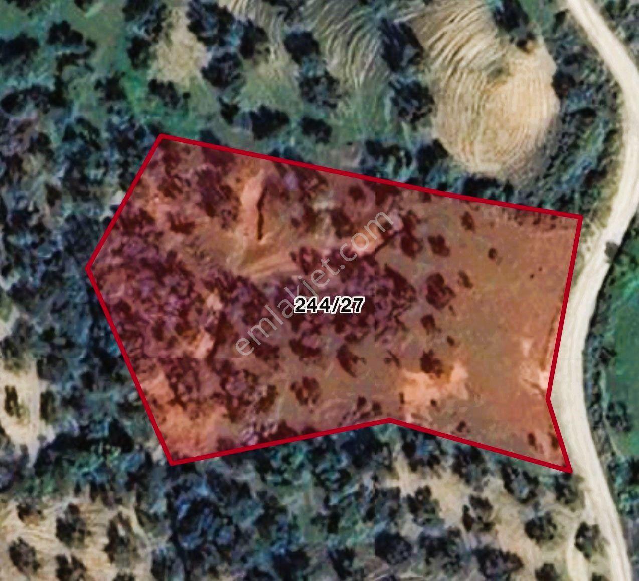 Aras Emlaktan Havran Tepeobada 2772 M² Zeytinlik - Görsel 15