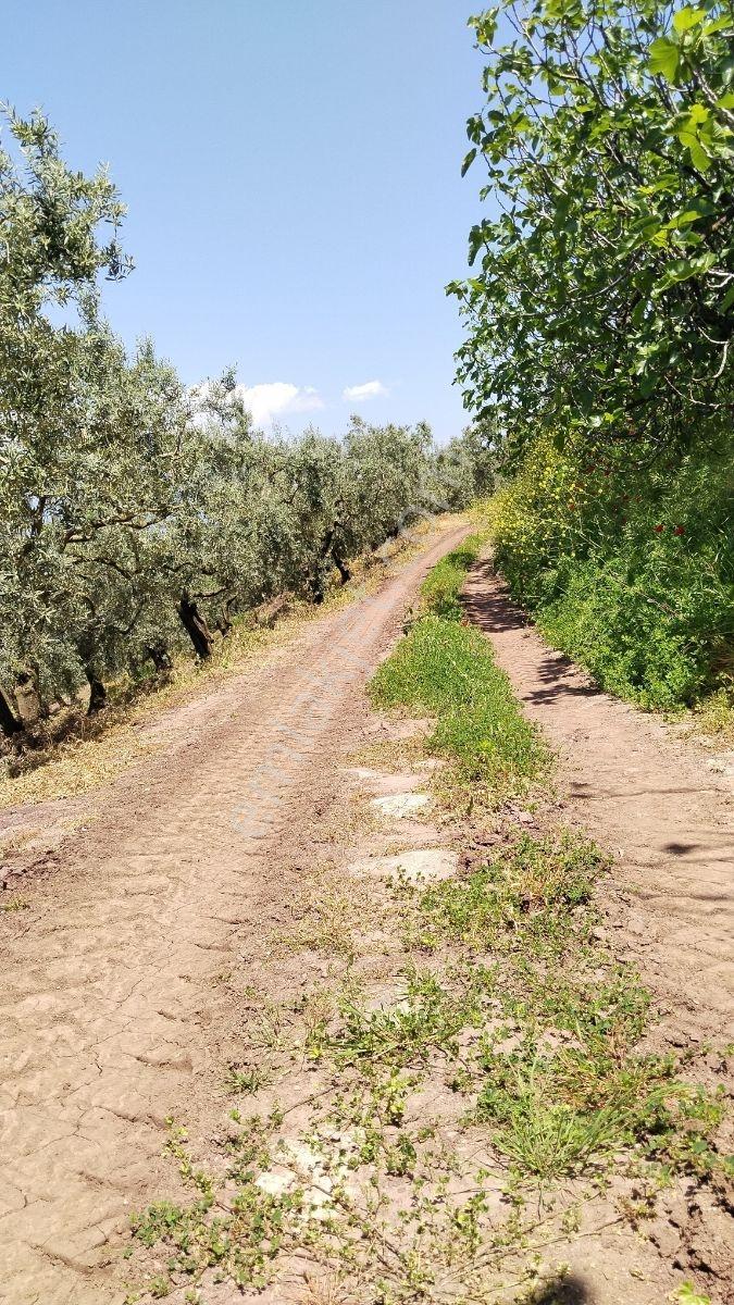 Gemlik Gündoğdu'da Full Deniz Manzaralı Arazi Müstakil Tapulu - Görsel 2