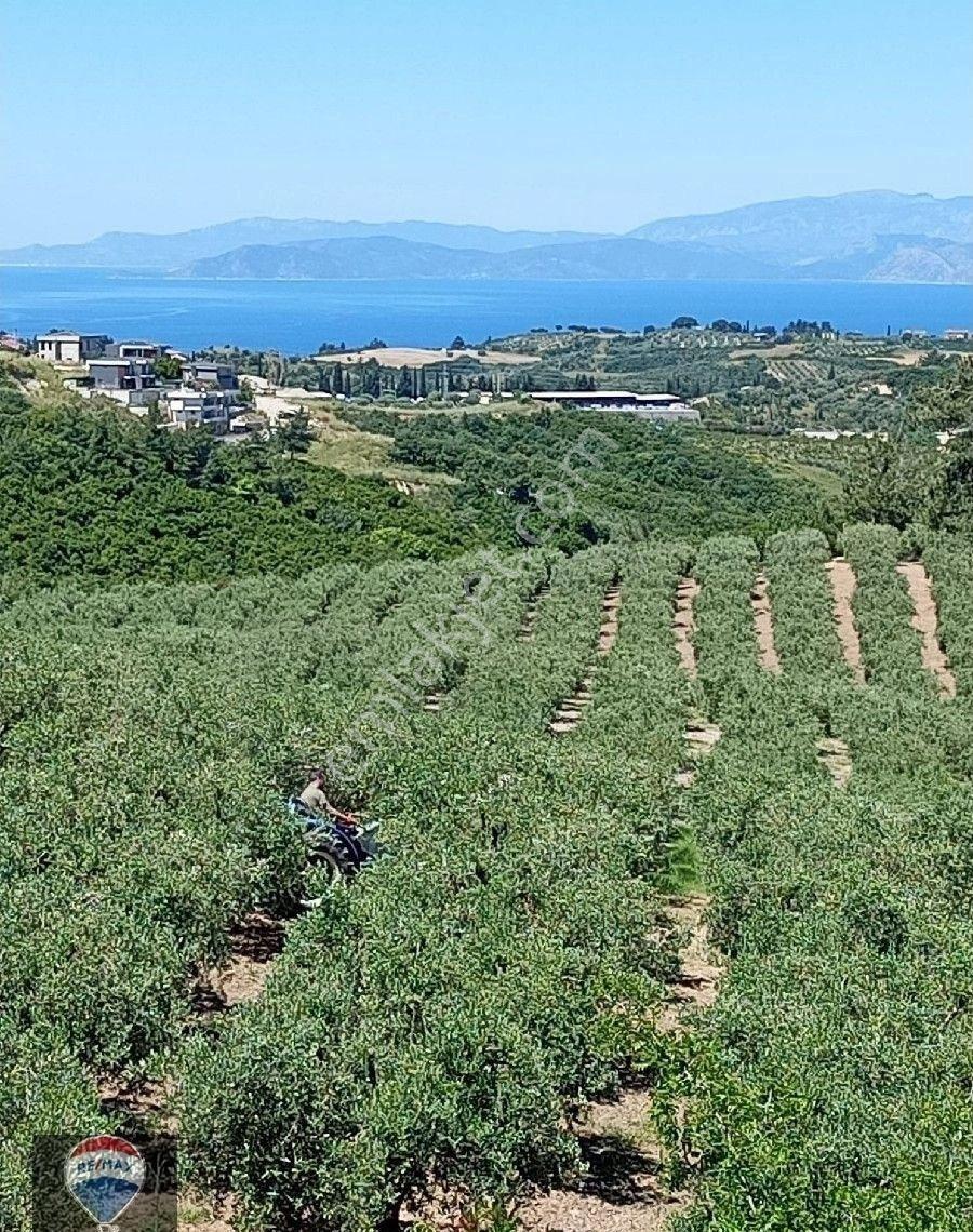 Aydın Kuşadası Yaylaköyde Full Deniz Manzaralı 40 Dönüm Satılık Arazi Yatırıma Uygun M2 Fiyatı - Görsel 10