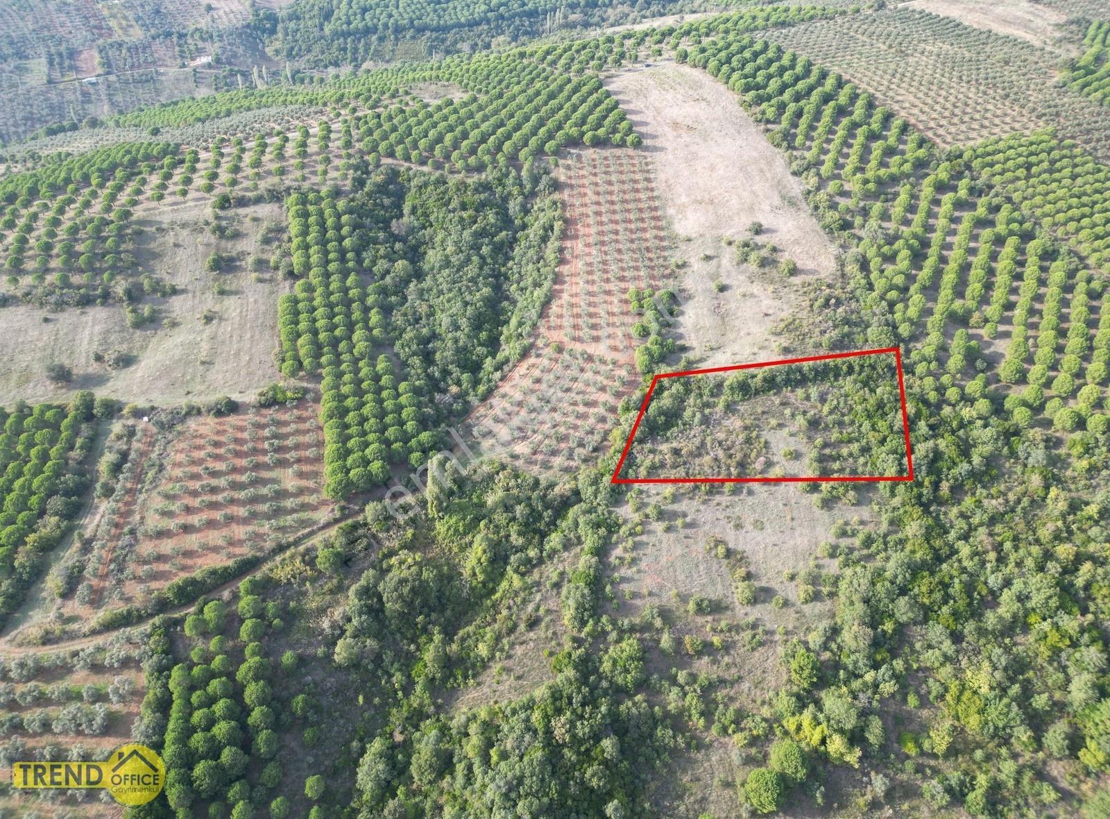Karacabey Okçular 3900 M2 Satılık Tarla - Görsel 3