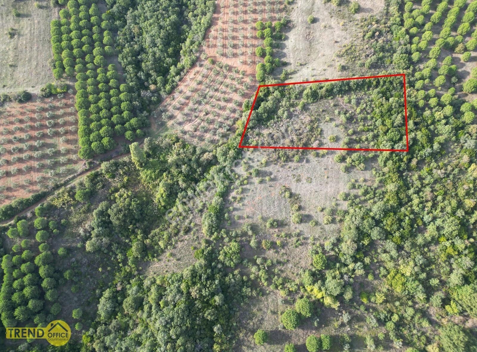 Karacabey Okçular 3900 M2 Satılık Tarla - Görsel 5