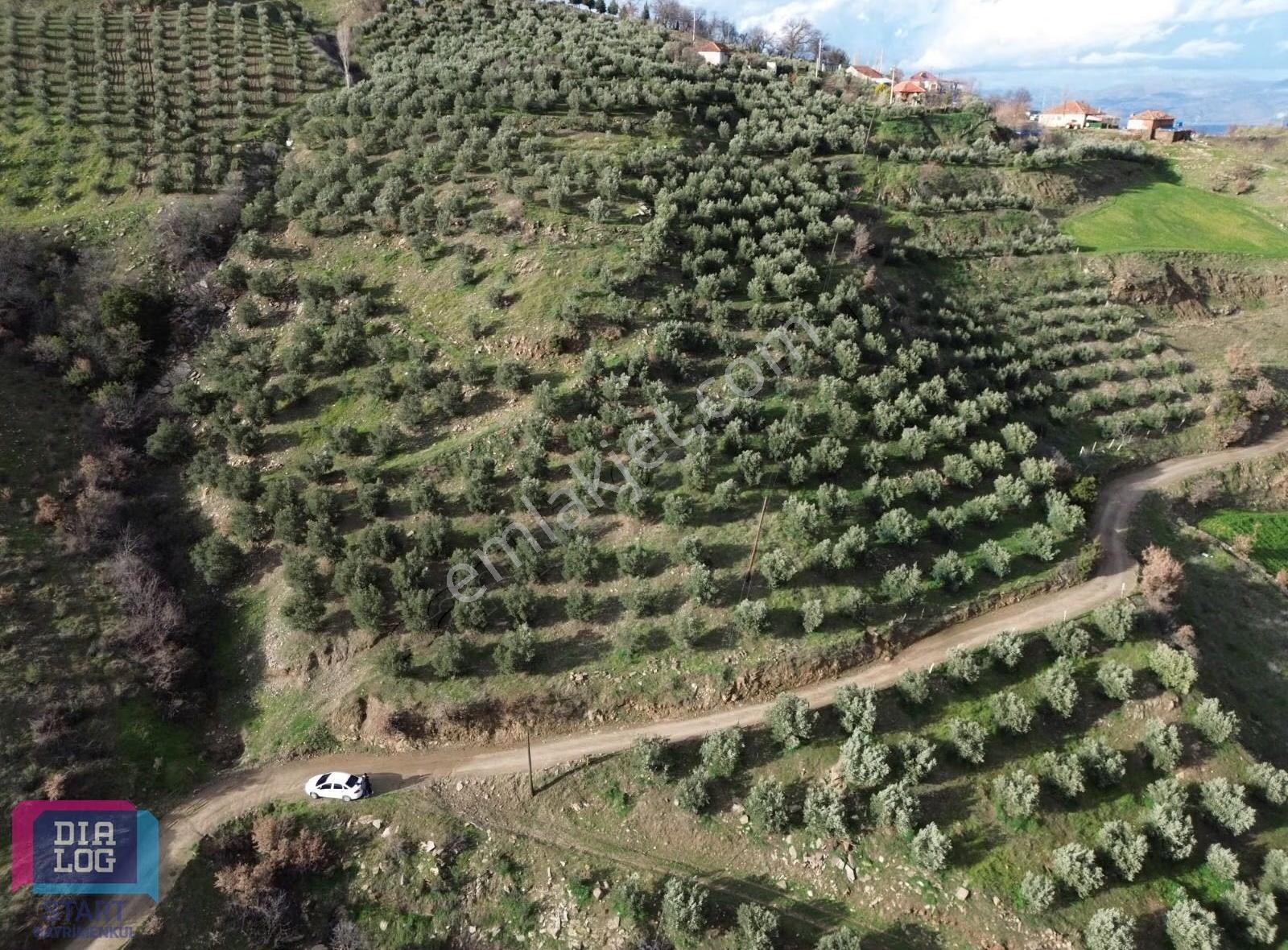 Alaşehir Çarıkköy Bozdağ Eteklerinde Satılık Verimli Zeytinlik