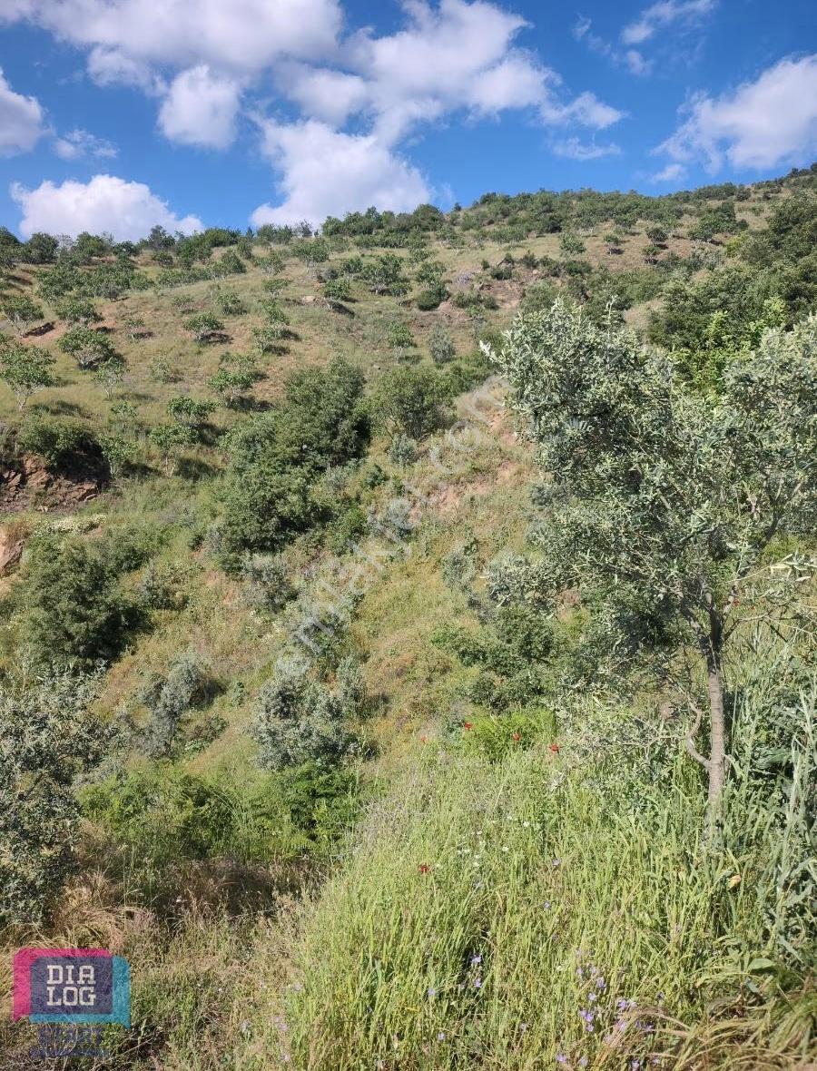 İzmir Kiraz Umurluda Satılık Meyve Bahçesi - Görsel 24