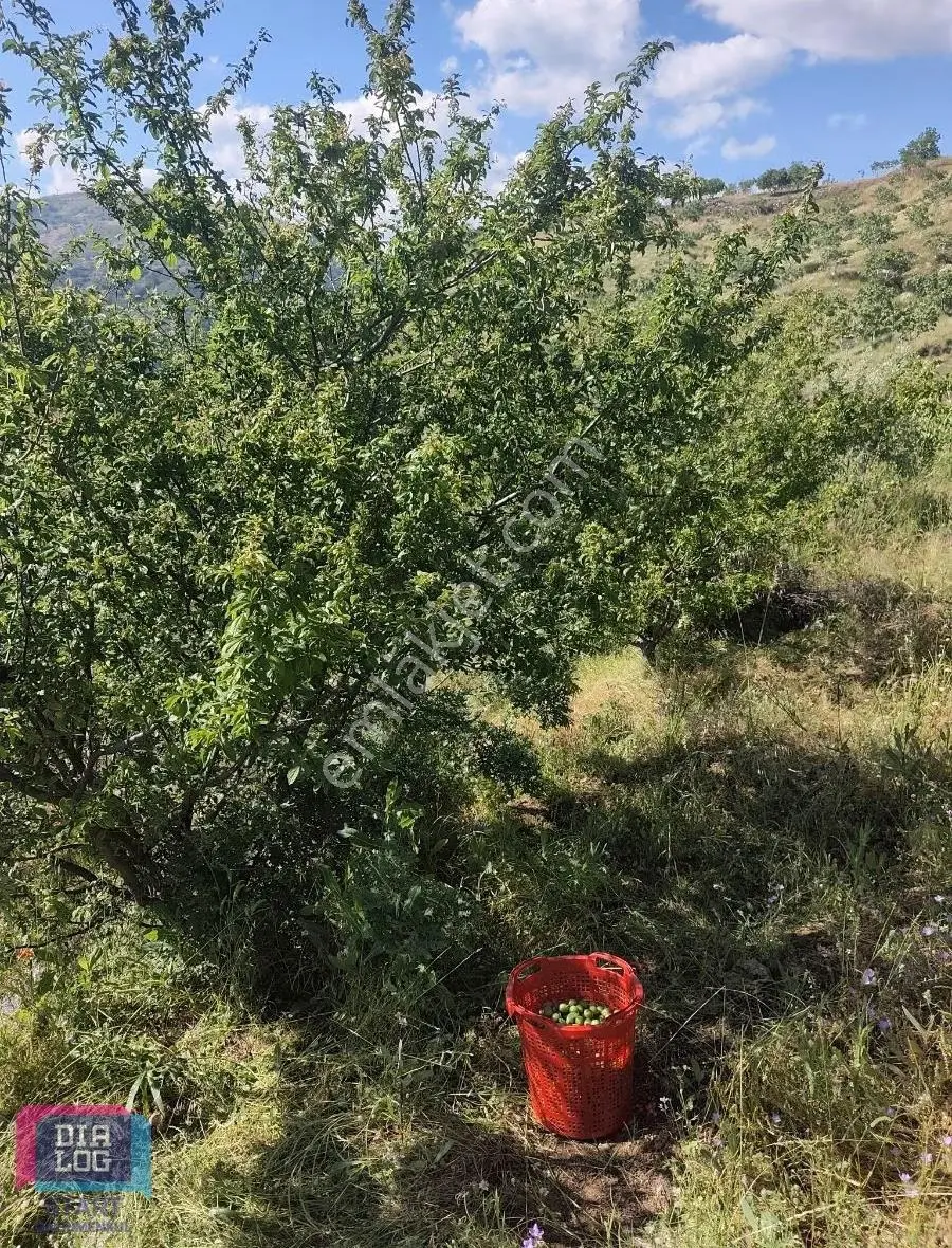 İzmir Kiraz Umurluda Satılık Meyve Bahçesi - Görsel 3