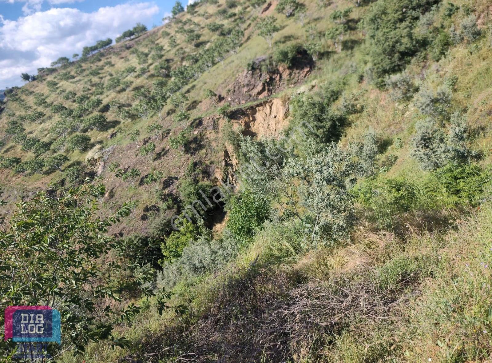 İzmir Kiraz Umurluda Satılık Meyve Bahçesi - Görsel 20
