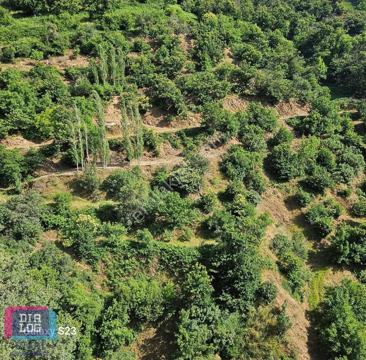 Fırsat Birgi Yakınında 9.578 M² Tek Tapu Ceviz & Kestane Bahçesi - Görsel 2
