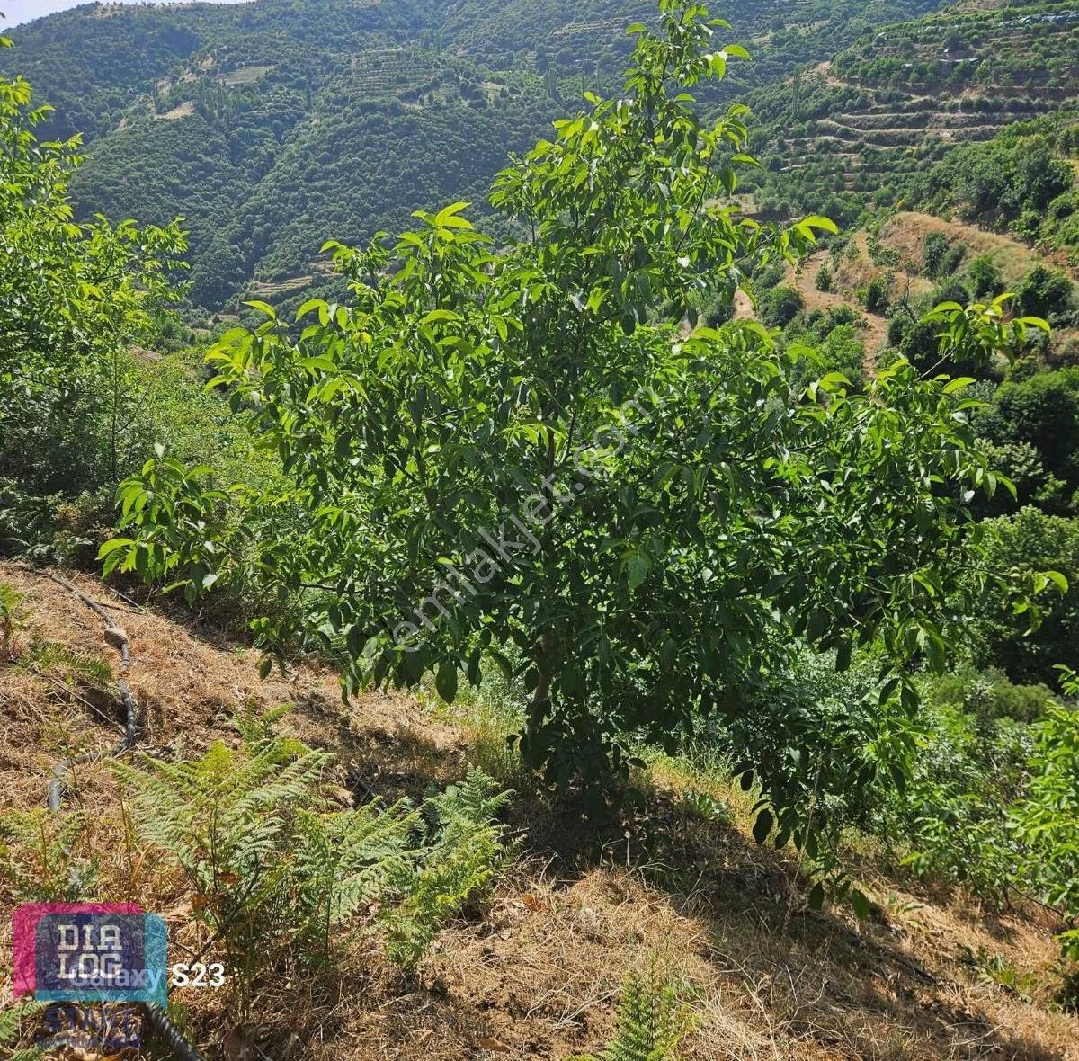 Fırsat Birgi Yakınında 9.578 M² Tek Tapu Ceviz & Kestane Bahçesi - Görsel 9