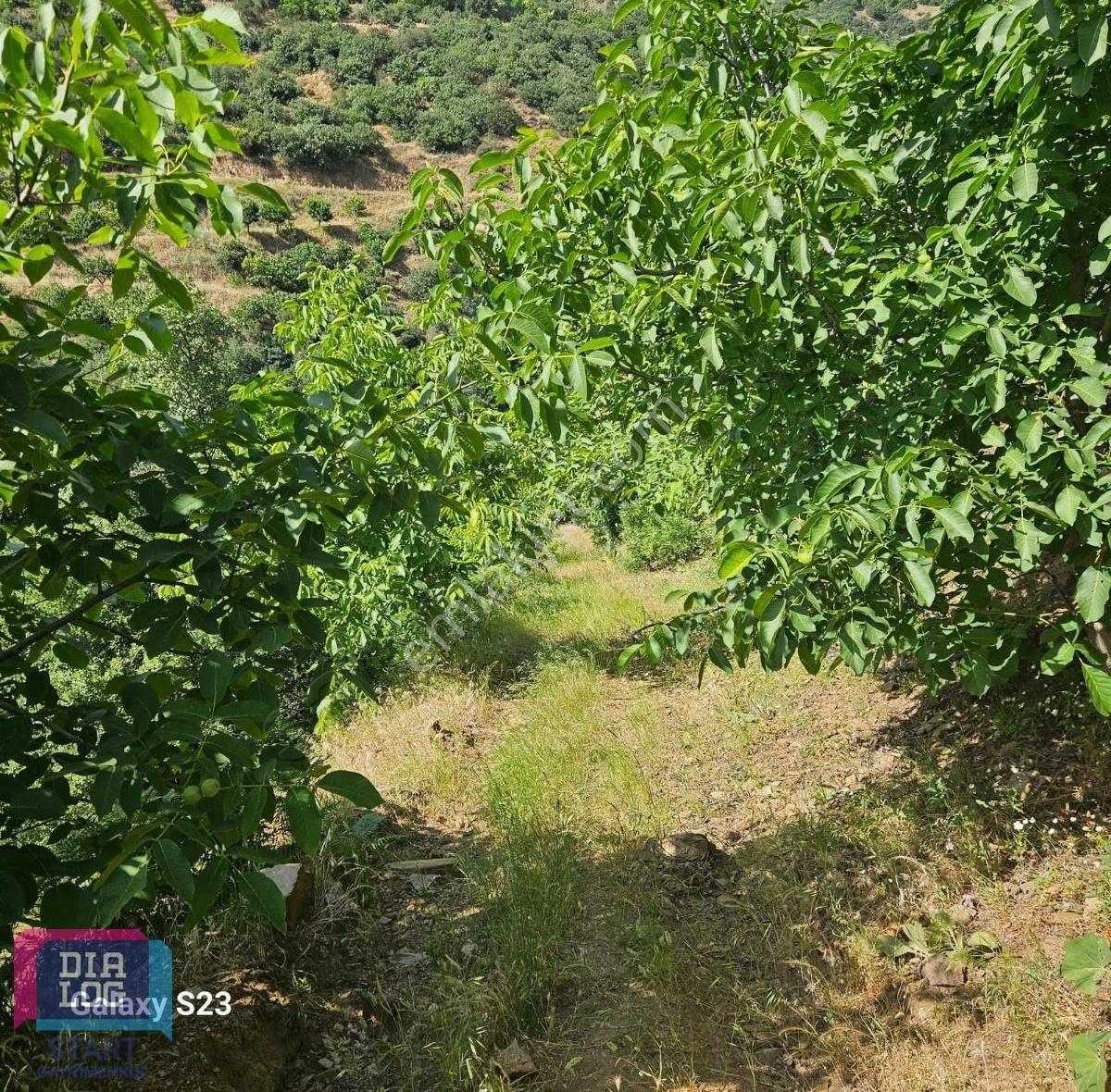 Fırsat Birgi Yakınında 9.578 M² Tek Tapu Ceviz & Kestane Bahçesi
