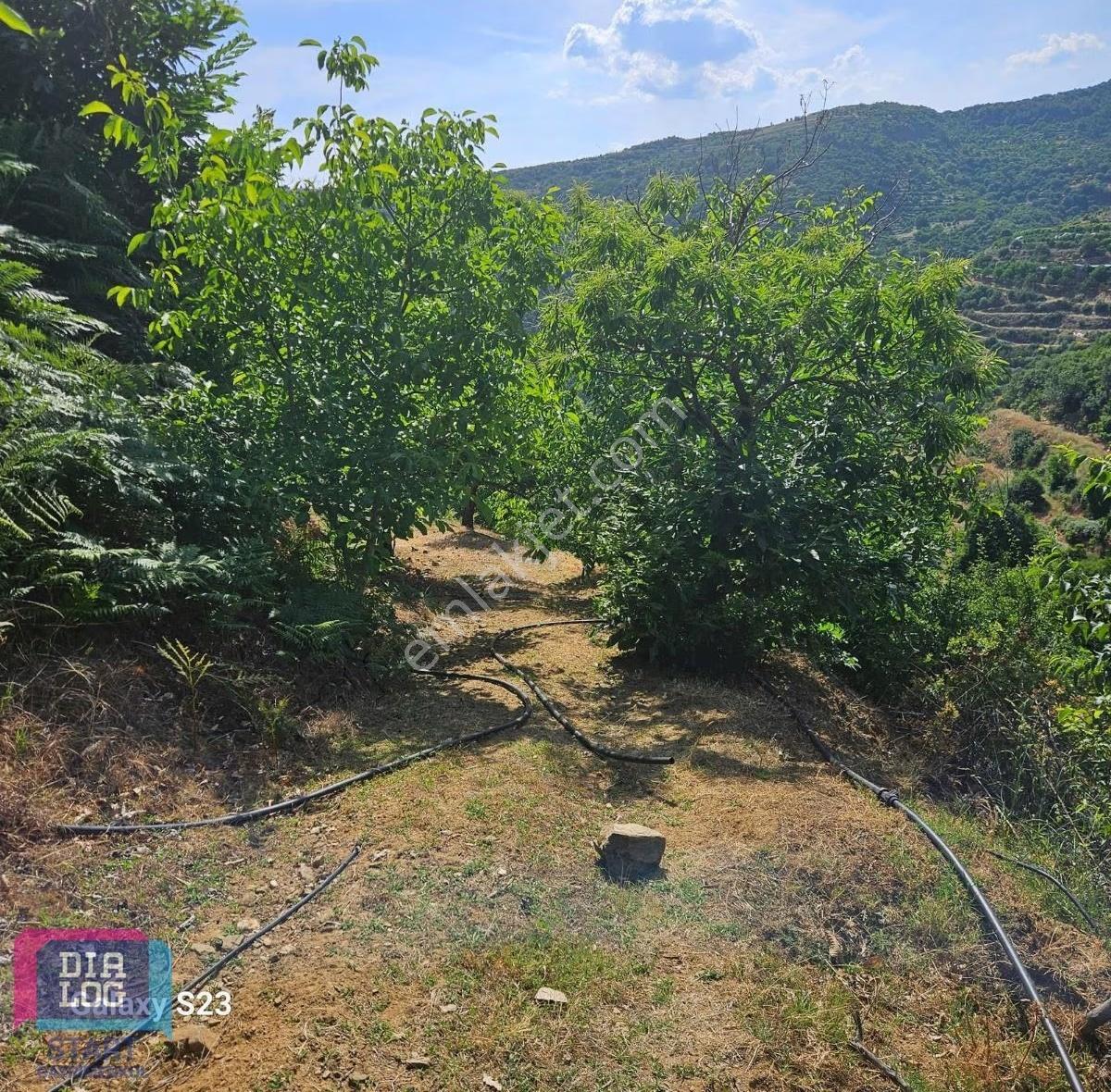 Fırsat Birgi Yakınında 9.578 M² Tek Tapu Ceviz & Kestane Bahçesi - Görsel 8