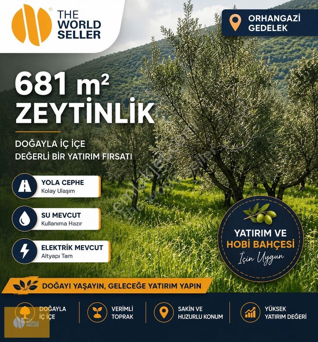 The World Seller'den Gedelekte Fırsat Fiyata Zeytinlik