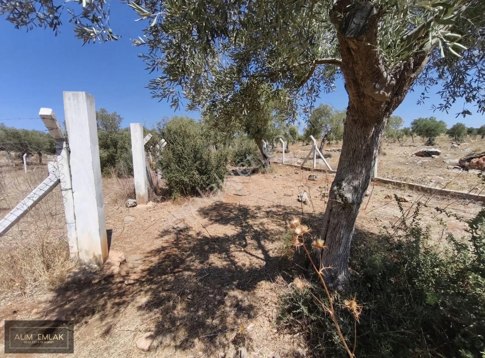Didim Akyeniköy'de Uygun Fiyata İmarlı Arsa - Görsel 4