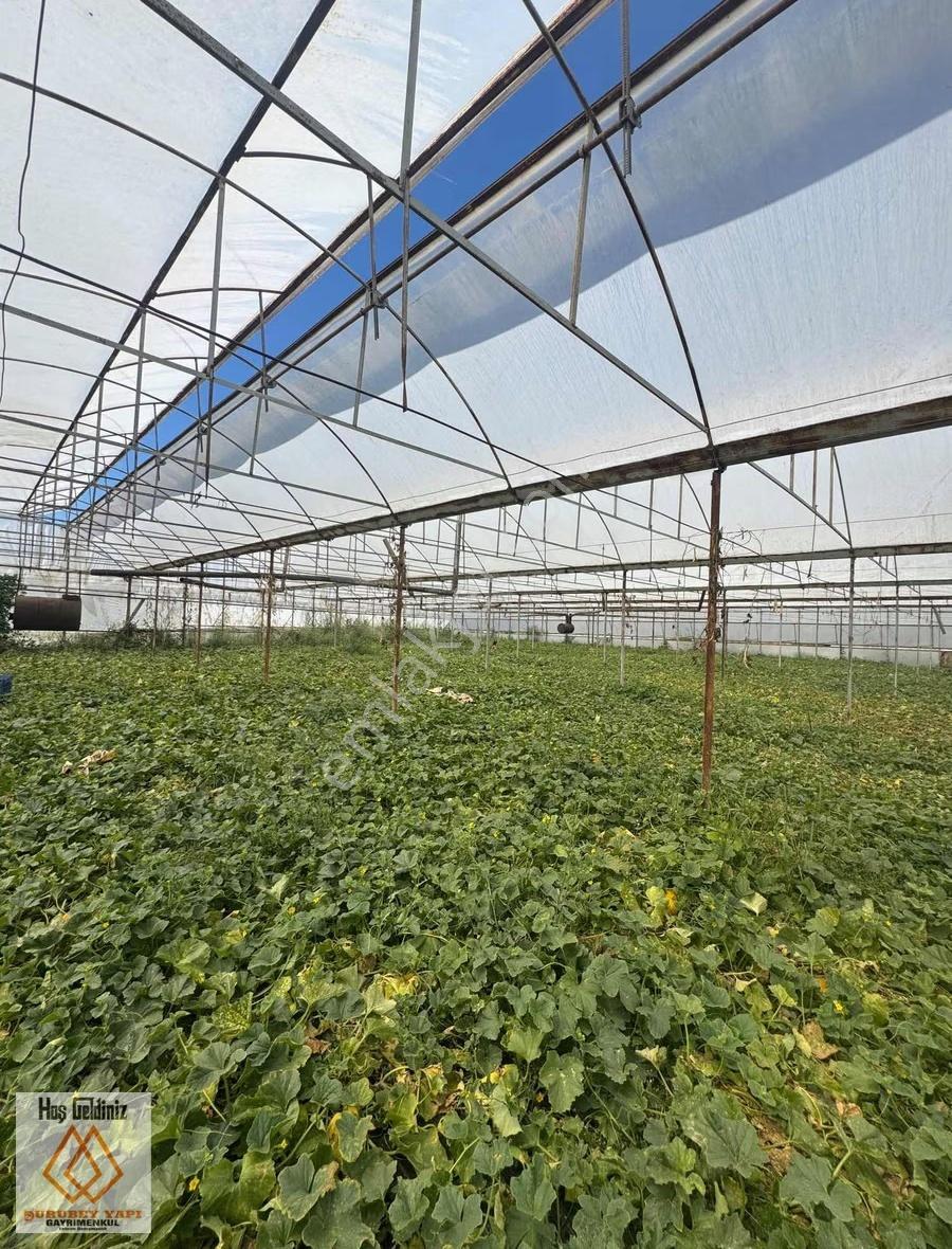 Antalya Aksu Dumanlar Köyü'nde Müstakil Evli 6277 Metre² Tarla - Görsel 4