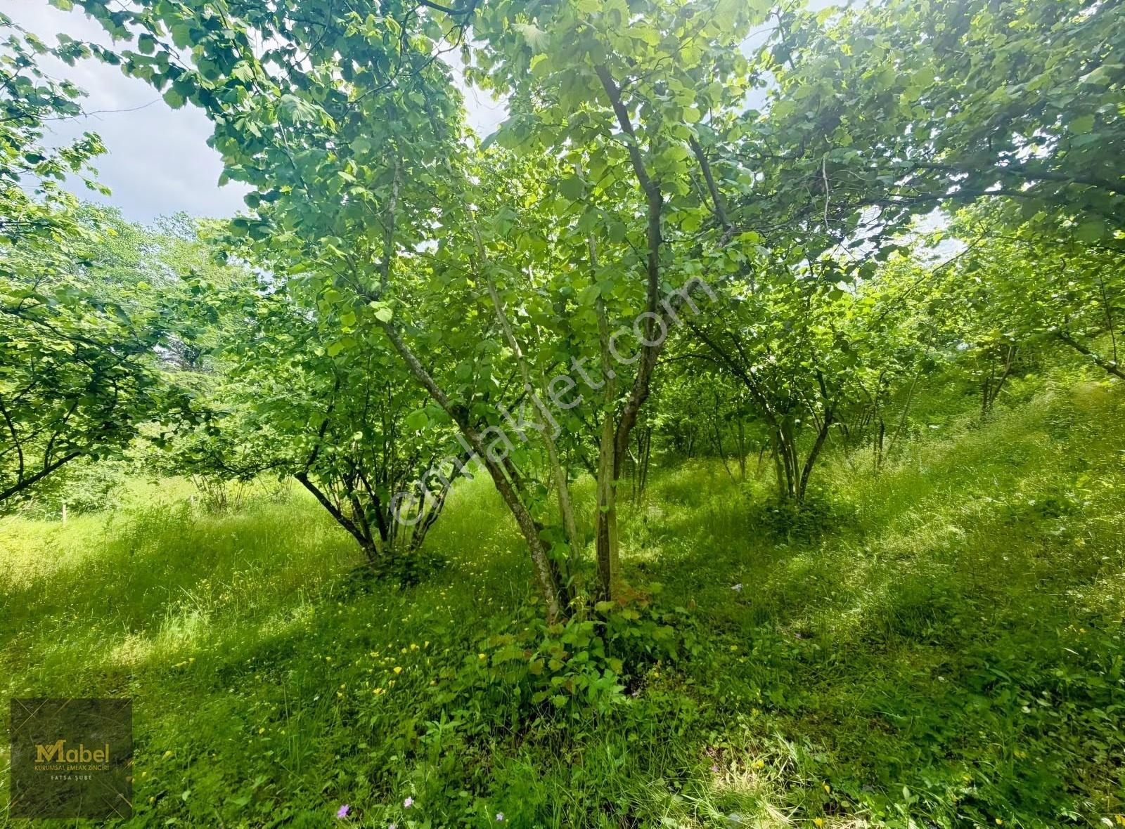 Mabelden 'meşebükü Mah. Anlayanlar Mah. Mah. Yakını Satılık Arsa - Görsel 2