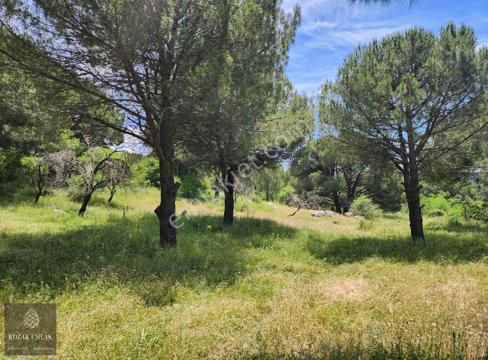 Ayvalık Bağyüzü Müstakil Tapu Bağ Satılık - Görsel 2