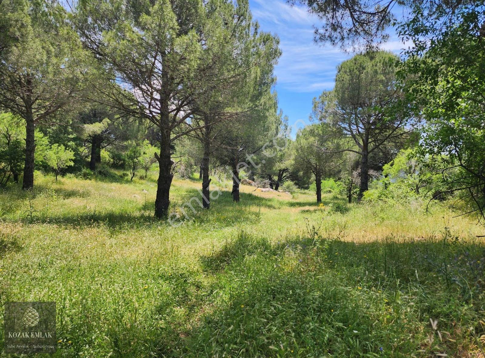 Ayvalık Bağyüzü Müstakil Tapu Bağ Satılık - Görsel 14