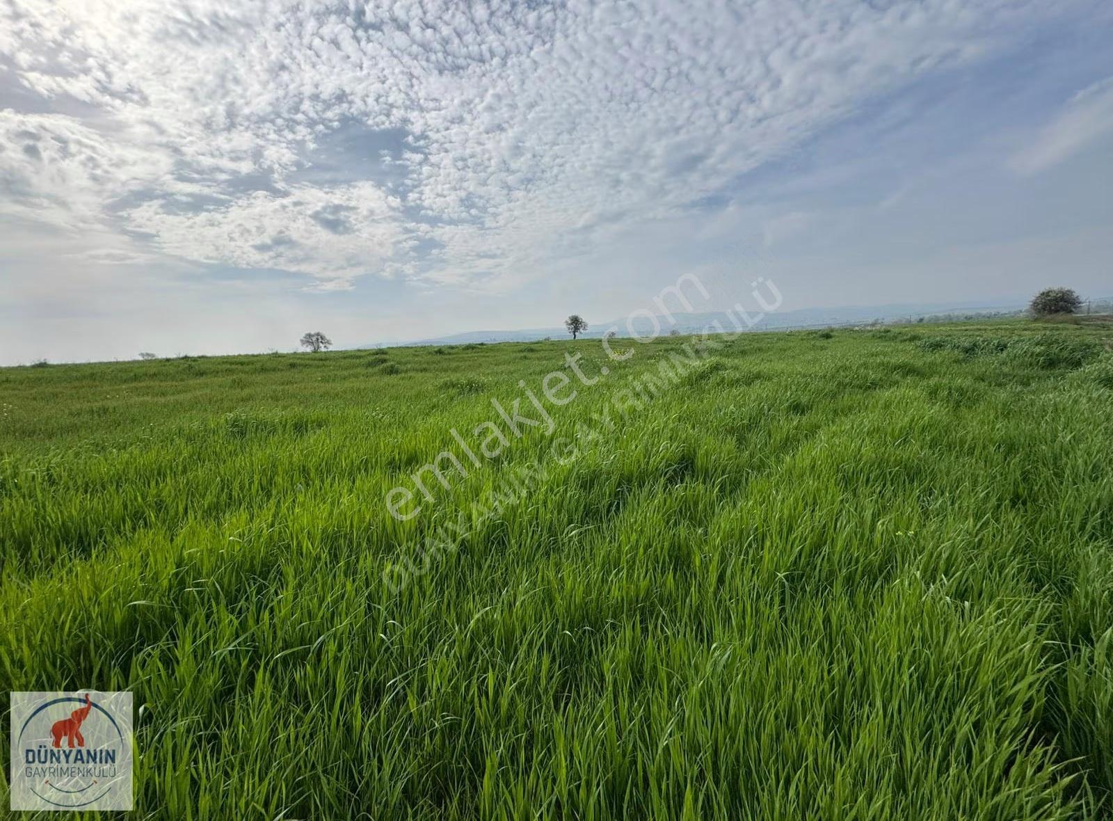 Çanakkale Biga Doğancı Köyünde 7071m2 Satılık Tarla - Görsel 5