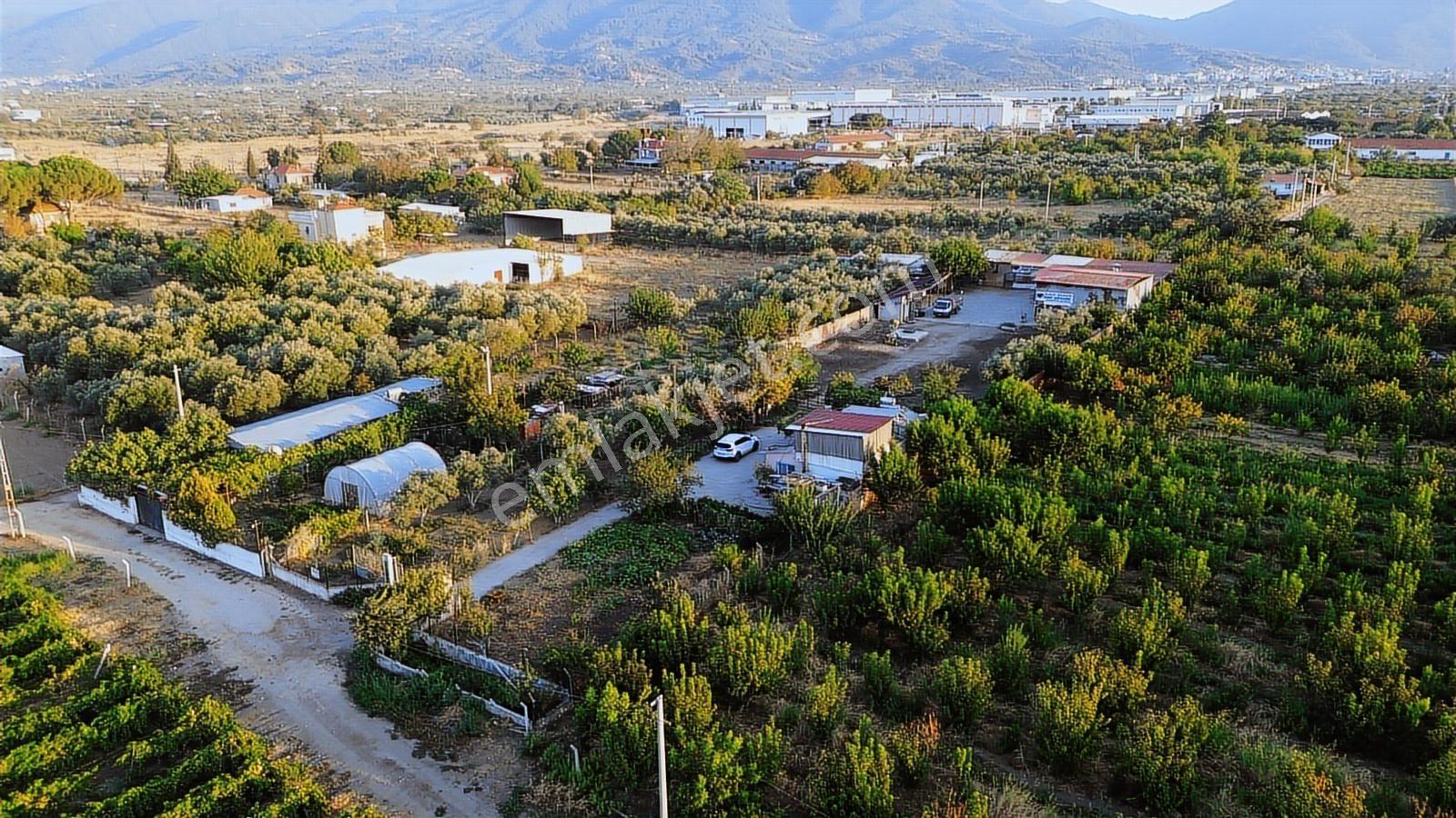 Erz'den Kemalpaşa Armutlu Sanayi Yakın Satılık Besi Çiftliği - Görsel 3