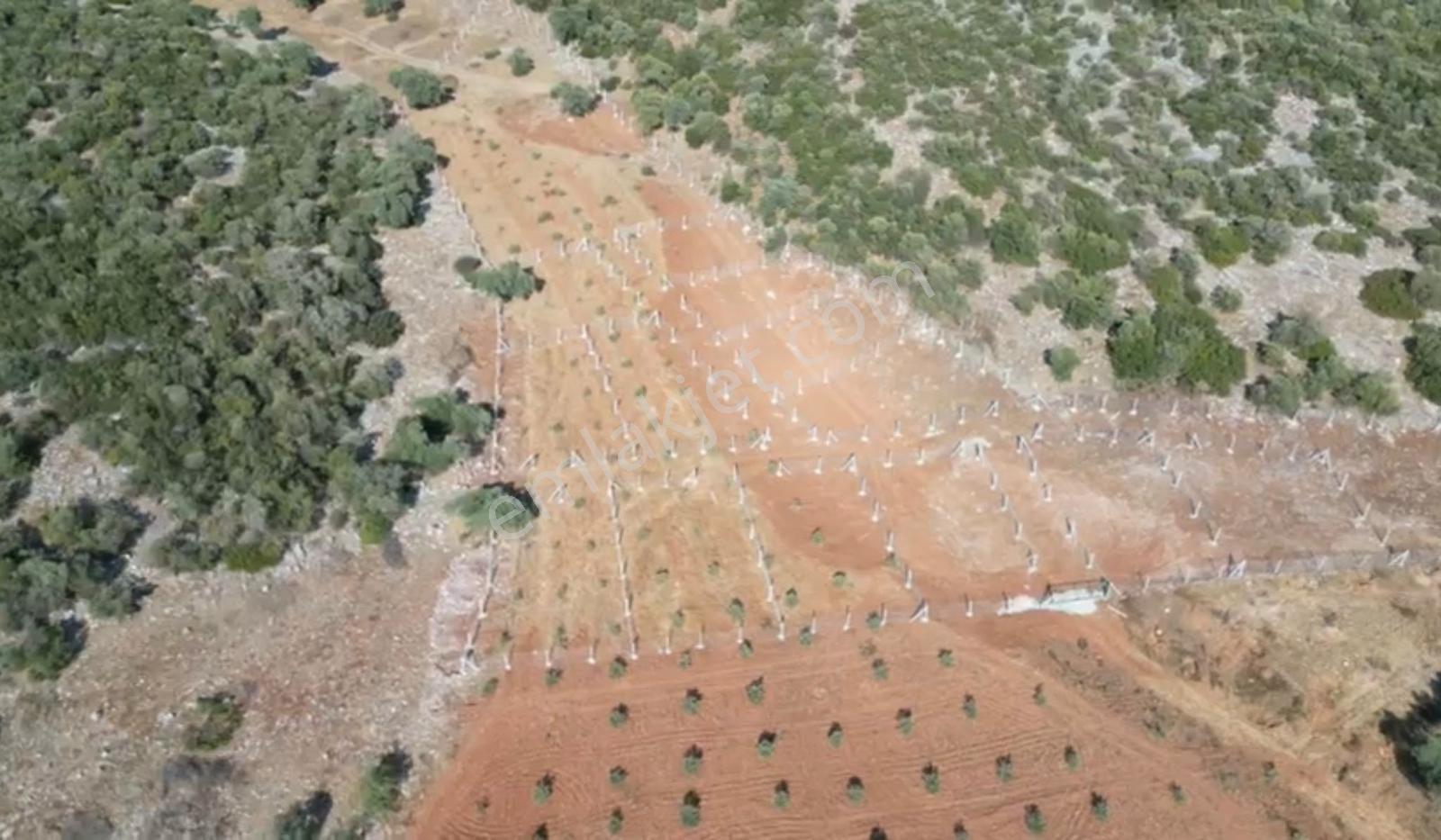 Erz'den Acil Satılık 3.687 M² Hisseli Yatırımlık Tarla Fırsatı - Görsel 8