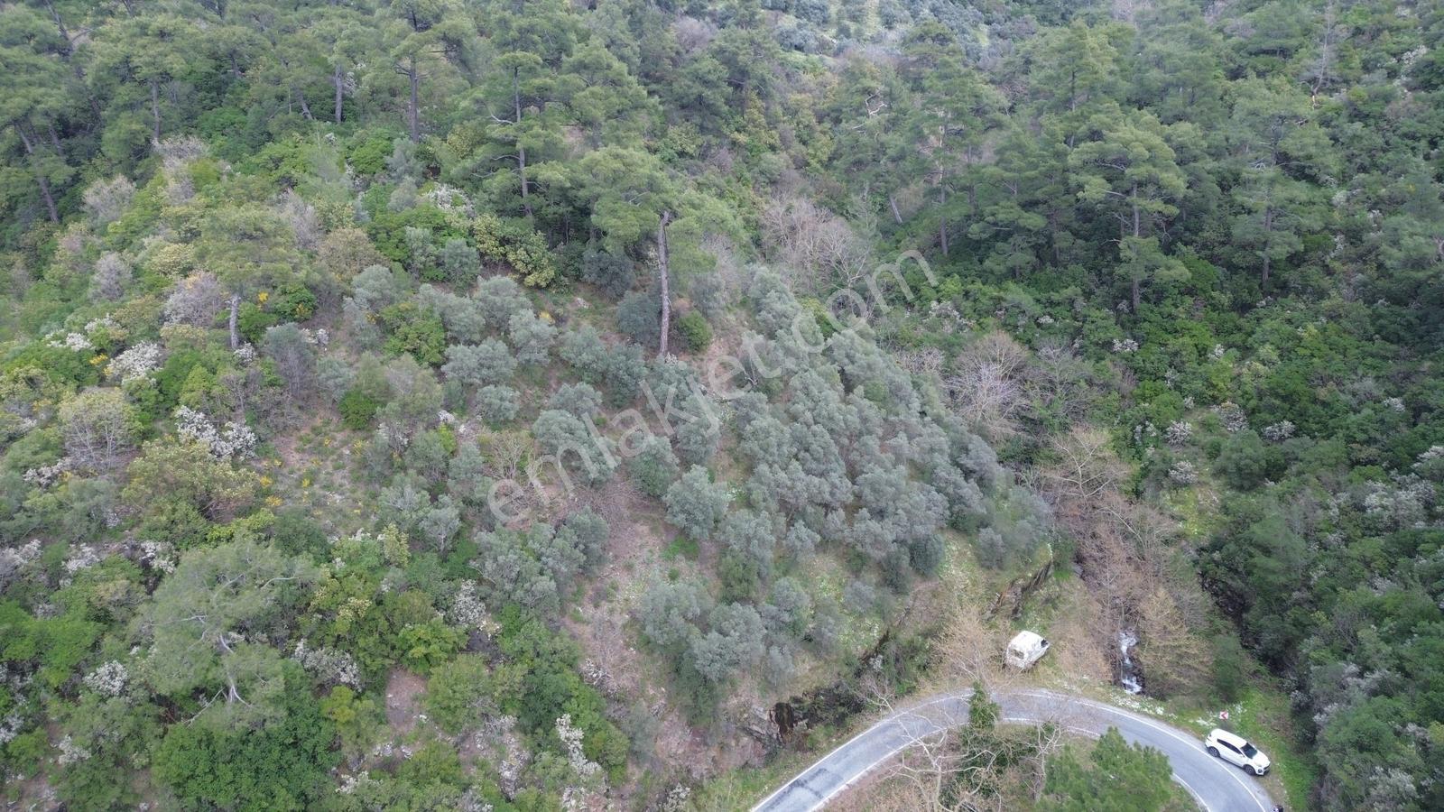 Erzden İzmir Bayındır Balcılarda Yatırımlık 3550 M² Zeytinlik
