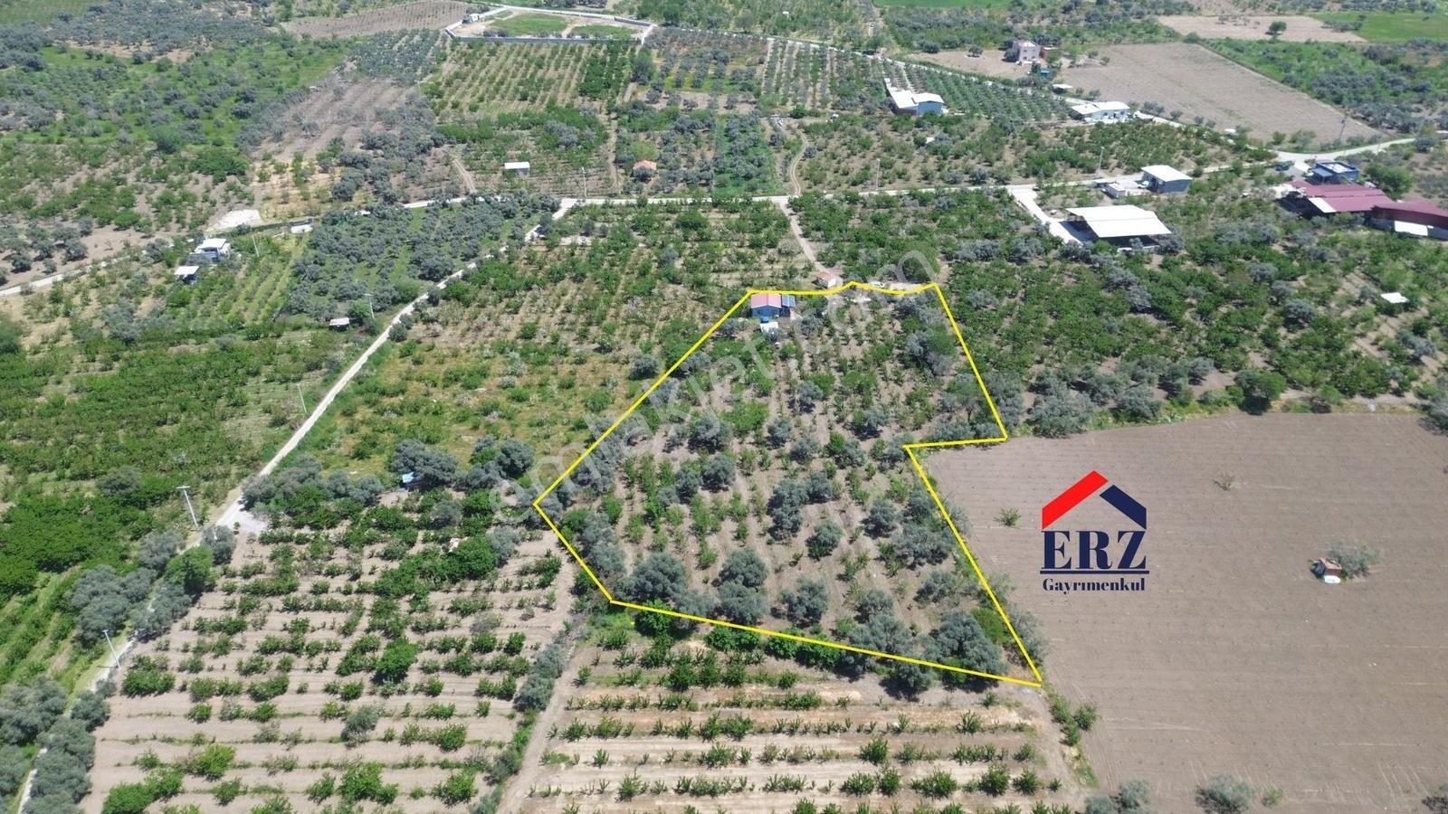 Erzden Sinancılarda Yakını Evli 8062 M² Kiraz Bahçesi Yatırımlık - Görsel 24