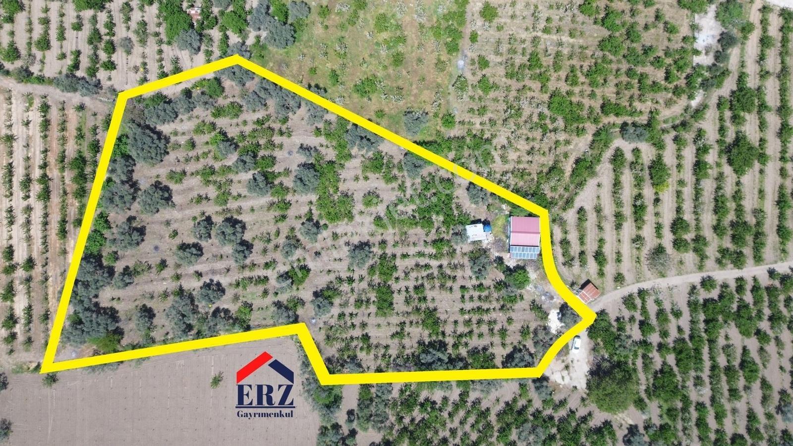 Erzden Sinancılarda Yakını Evli 8062 M² Kiraz Bahçesi Yatırımlık - Görsel 21