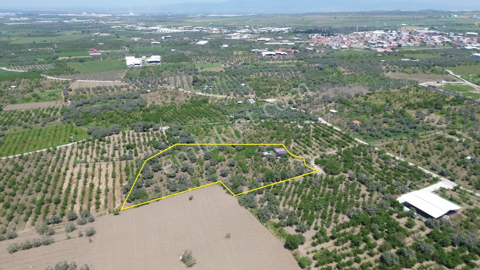 Erzden Sinancılarda Yakını Evli 8062 M² Kiraz Bahçesi Yatırımlık - Görsel 11