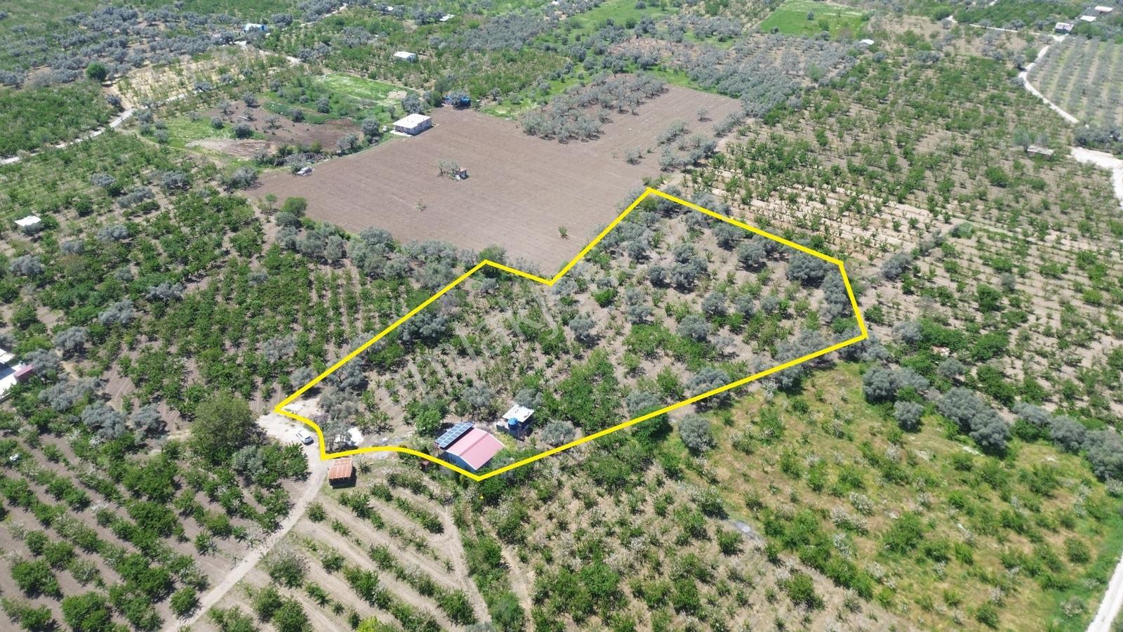 Erzden Sinancılarda Yakını Evli 8062 M² Kiraz Bahçesi Yatırımlık - Görsel 4