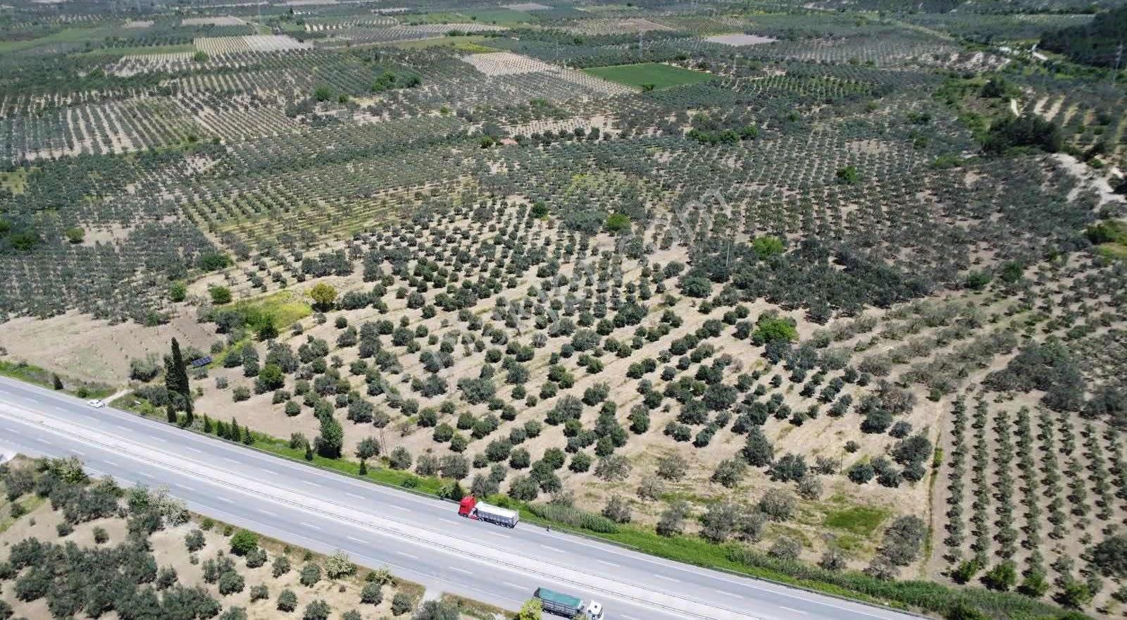 Akhisar Soma Yolu Üzerinde Kargir Ev Ve Zeytinli Tarla - Görsel 5