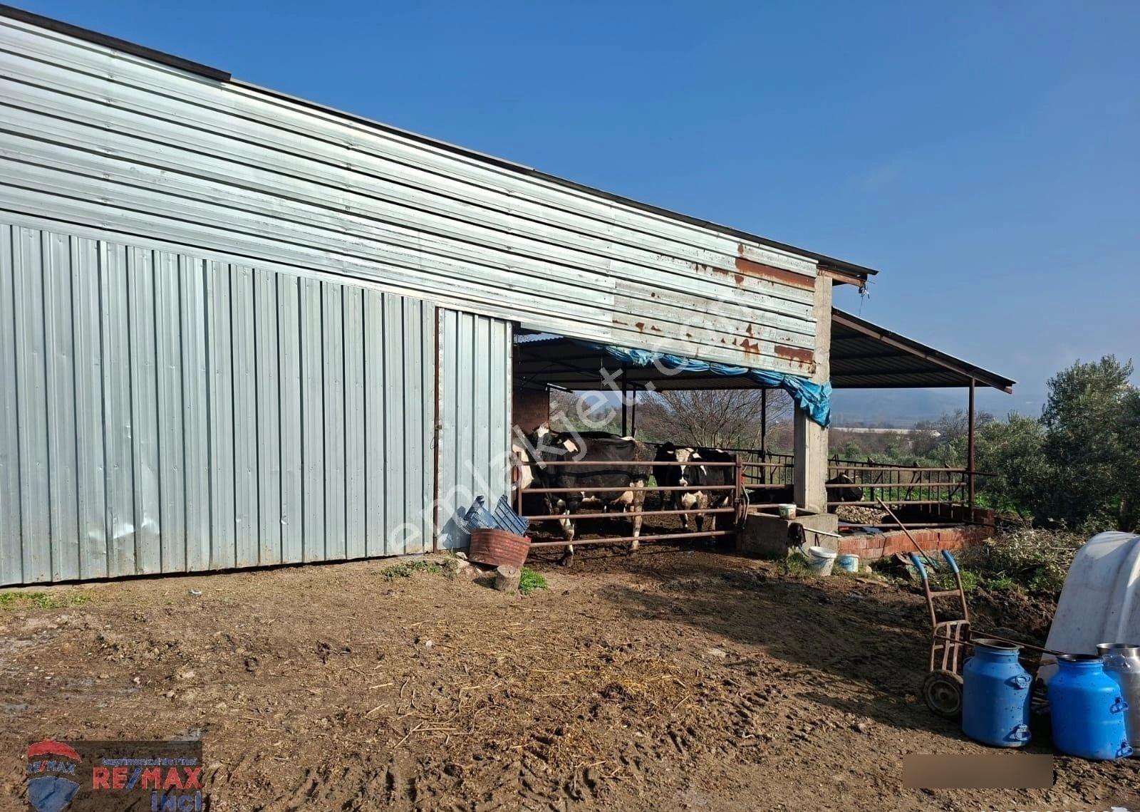 Re/max İnci'den Bigadiç Çekirdeklide Satılık Hayvan Çiftiliği Evi - Görsel 11