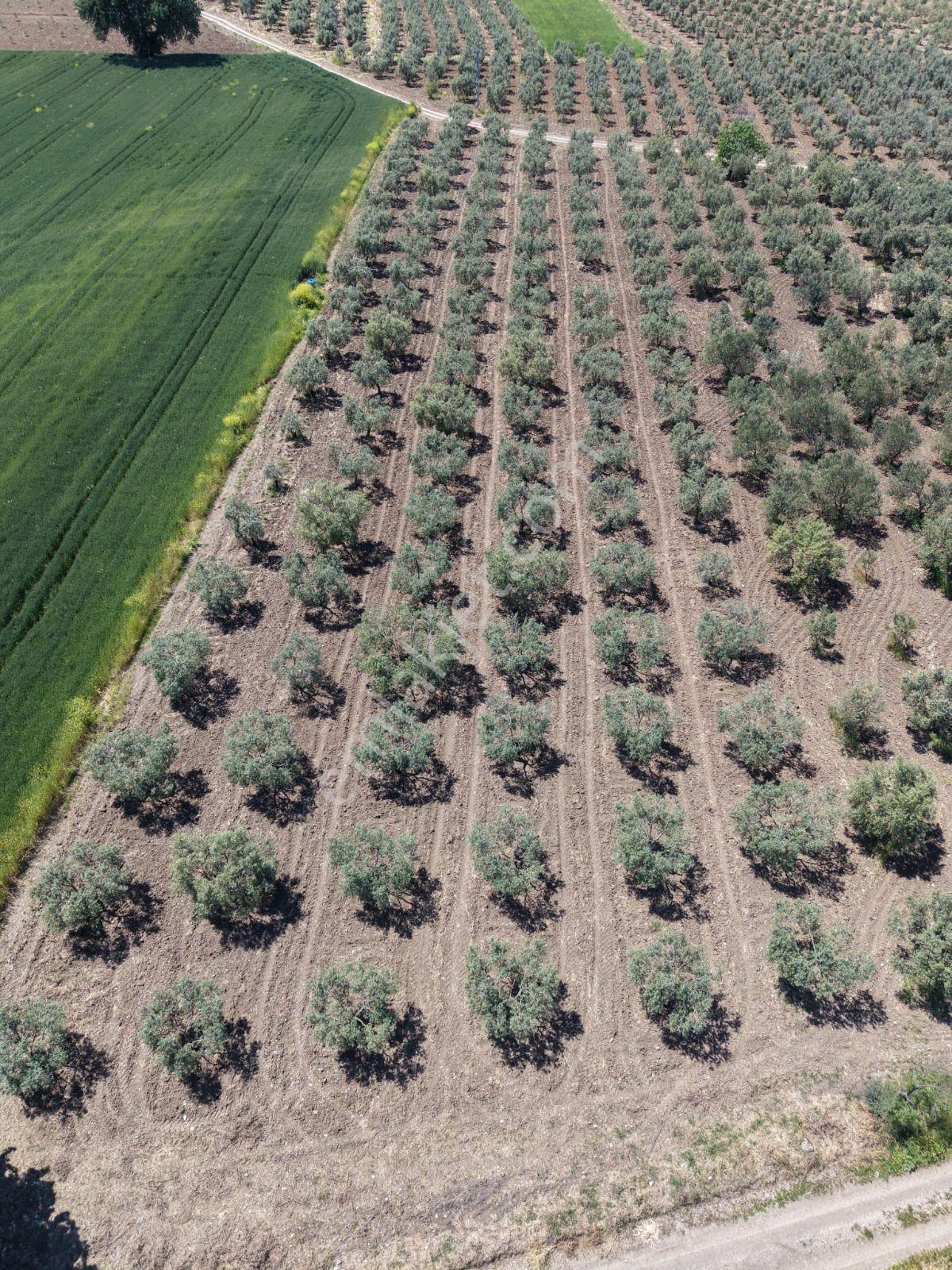 Saruhanlıçınaroba Da Satılık 4.000 M2 Zeytinlik 2.750.000 Tl - Görsel 4