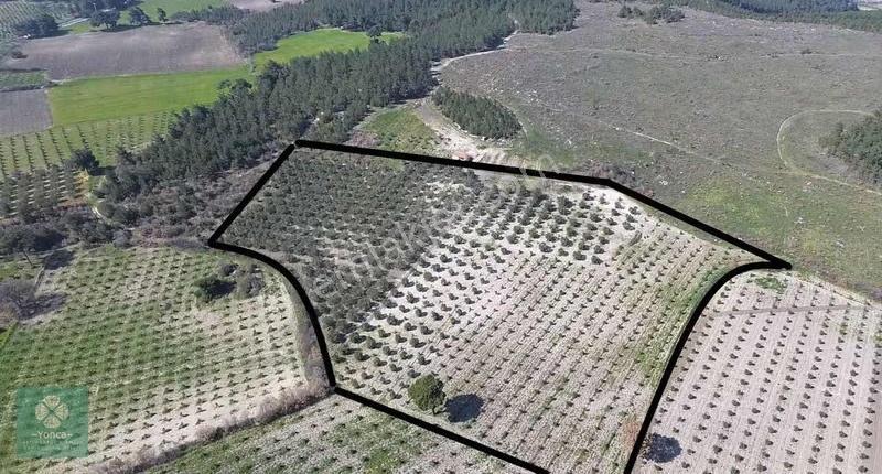 Yonca Soma Gyo Akçaavlu Köyünde Satılık 25.000 Dönüm Zeytinlik - Görsel 2