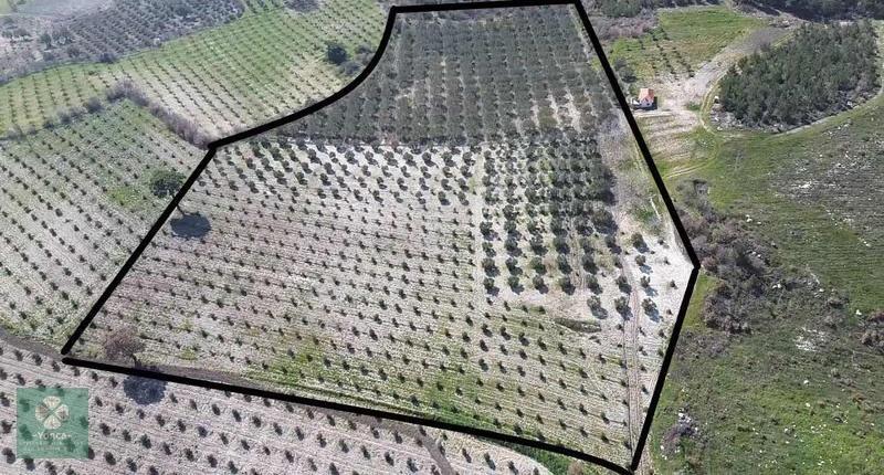 Yonca Soma Gyo Akçaavlu Köyünde Satılık 25.000 Dönüm Zeytinlik - Görsel 8