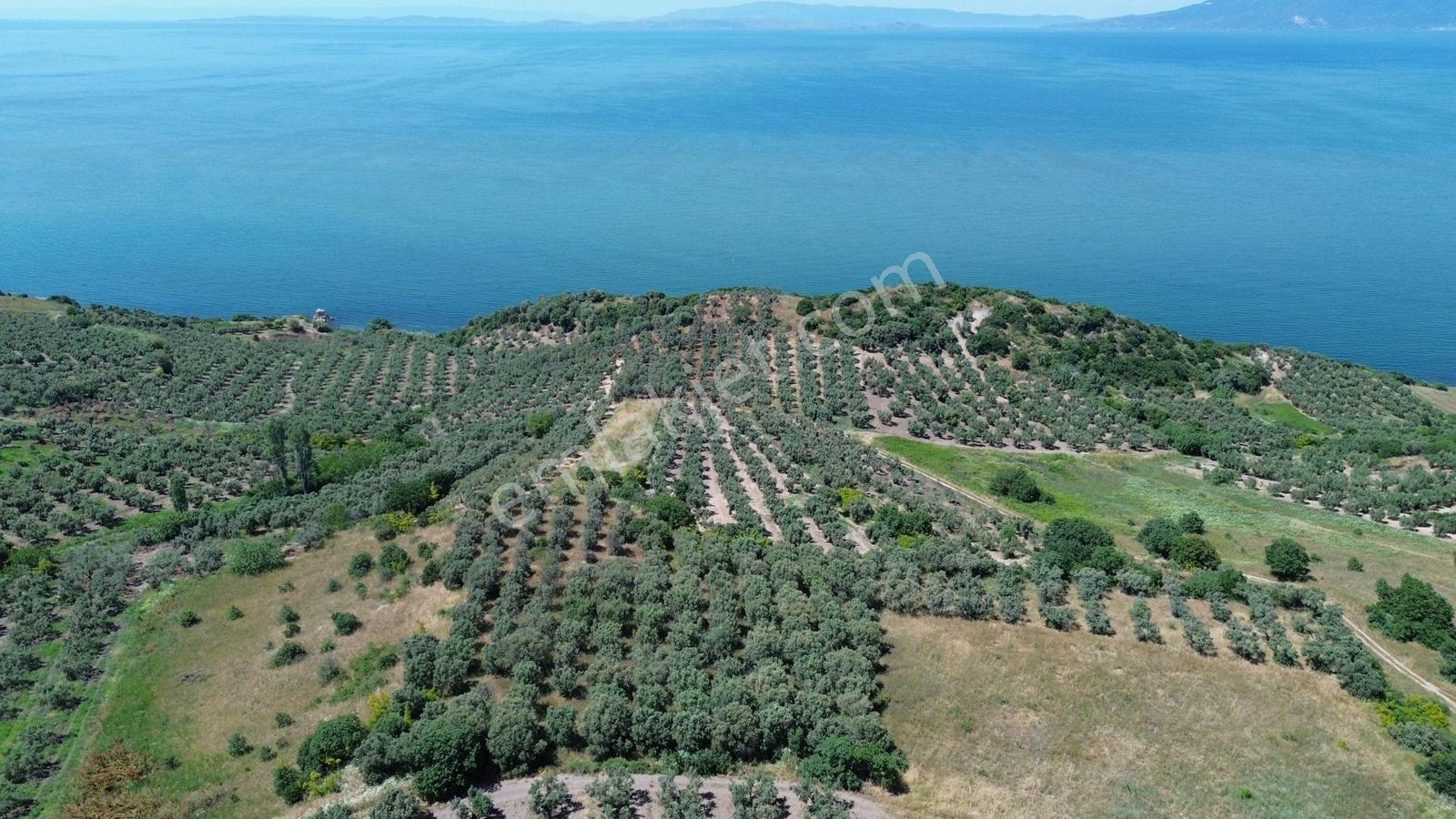 Sevinç'ten Denize 270 Metre Mesafede, Yerleşime Yakın 4.614 M² - Görsel 28