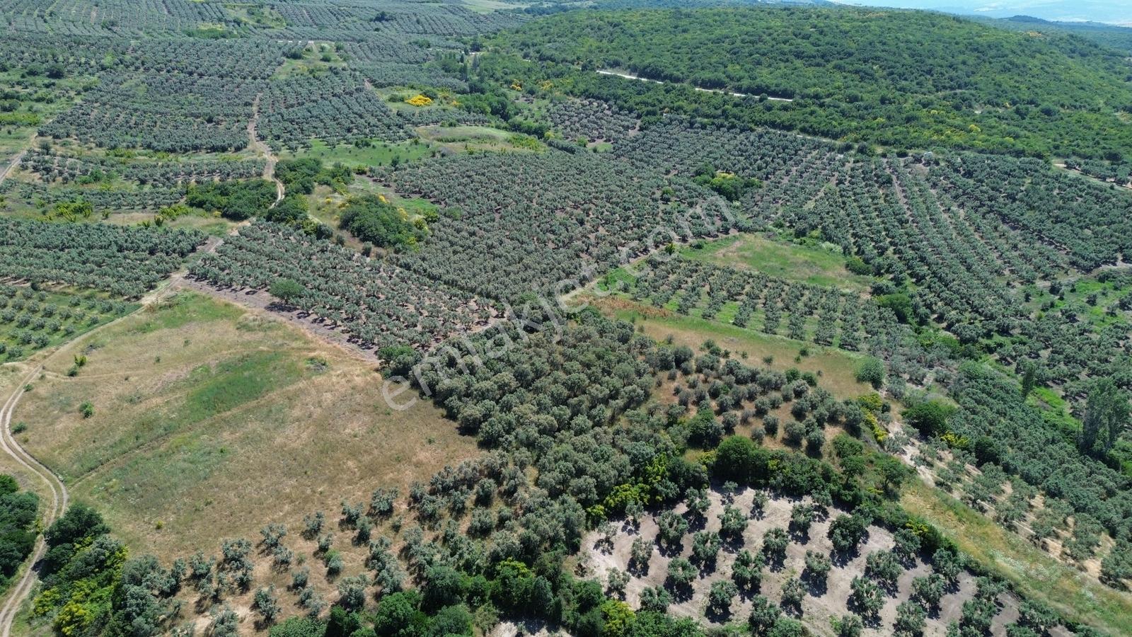 Sevinç'ten Denize 270 Metre Mesafede, Yerleşime Yakın 4.614 M² - Görsel 25
