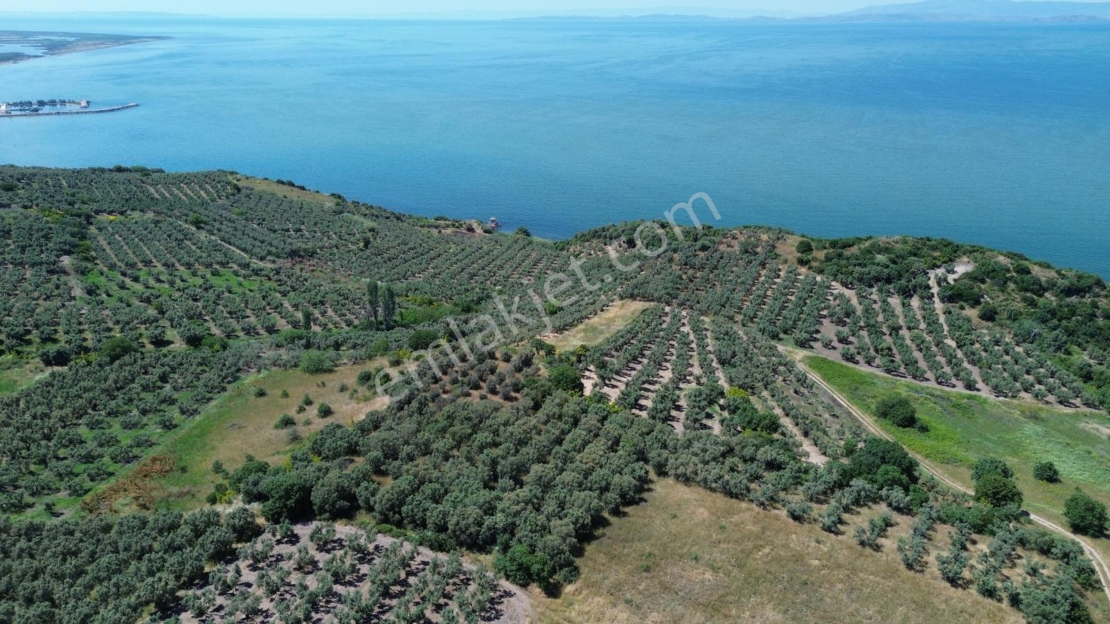 Sevinç'ten Denize 270 Metre Mesafede, Yerleşime Yakın 4.614 M² - Görsel 12