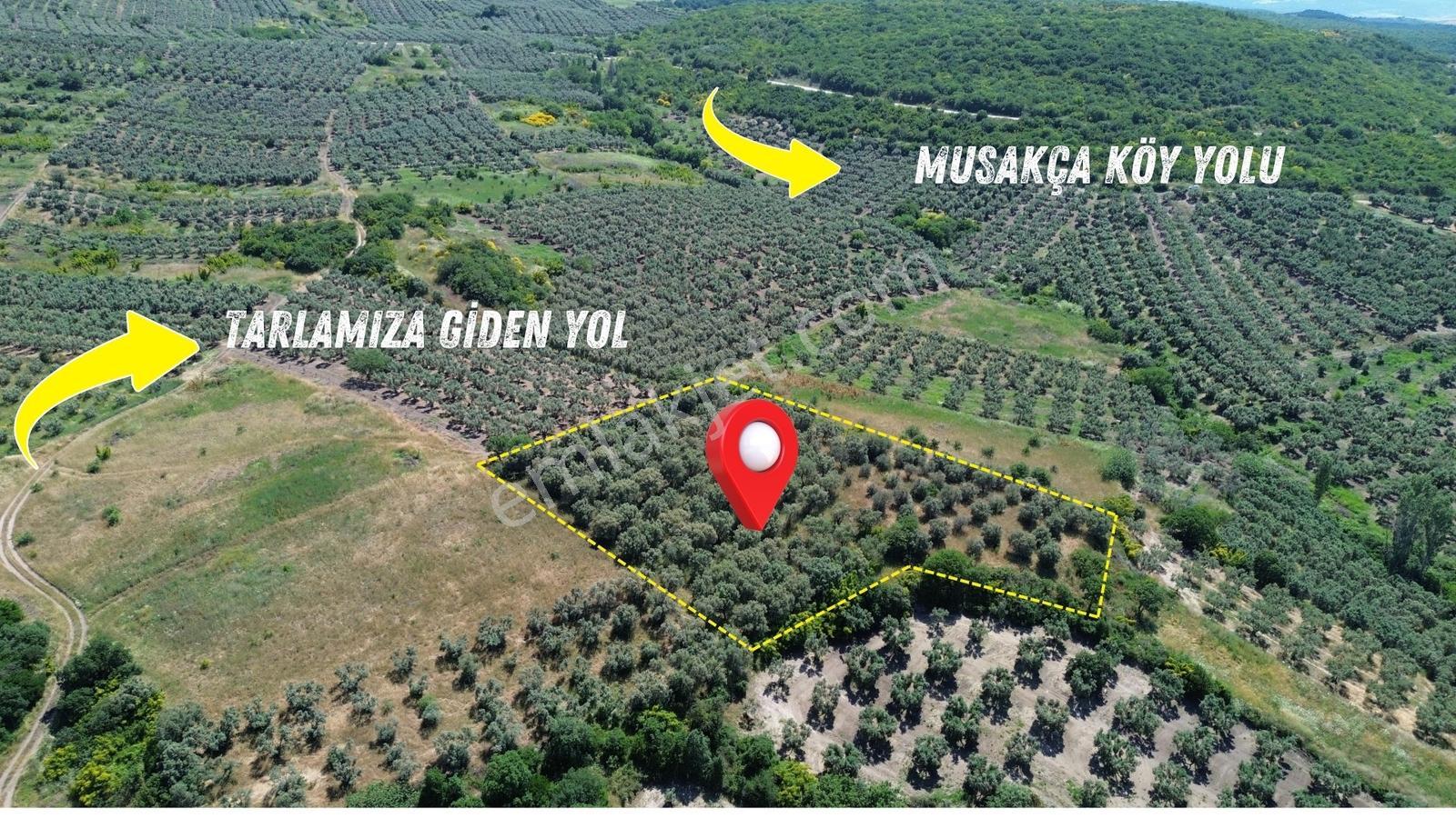 Sevinç'ten Denize 270 Metre Mesafede, Yerleşime Yakın 4.614 M² - Görsel 20