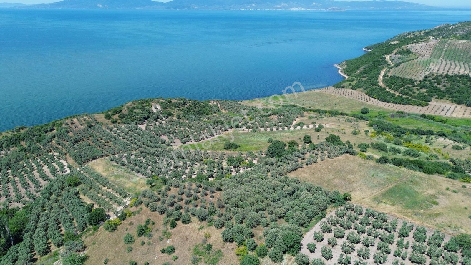 Sevinç'ten Denize 270 Metre Mesafede, Yerleşime Yakın 4.614 M² - Görsel 11