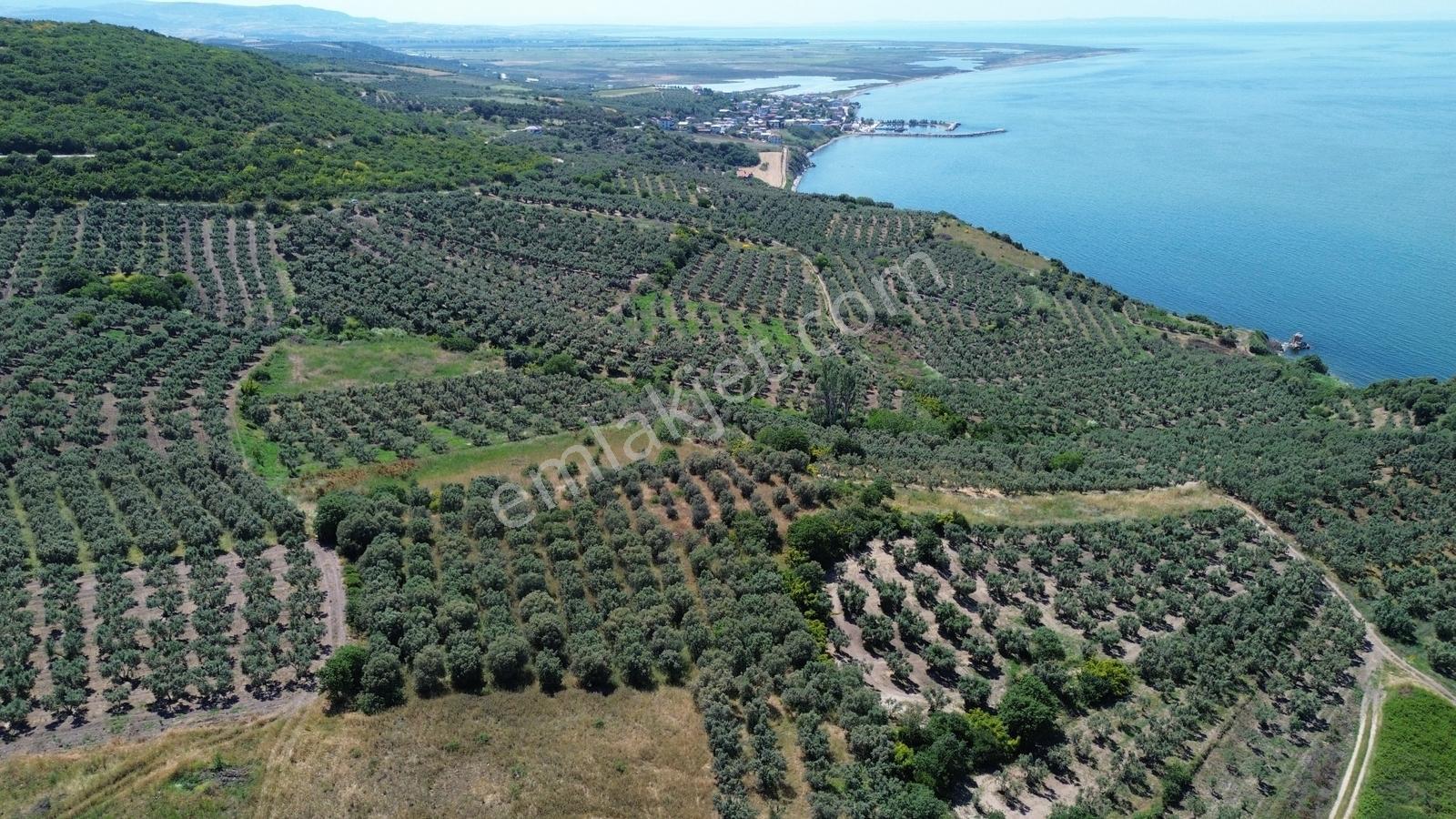 Sevinç'ten Denize 270 Metre Mesafede, Yerleşime Yakın 4.614 M² - Görsel 9