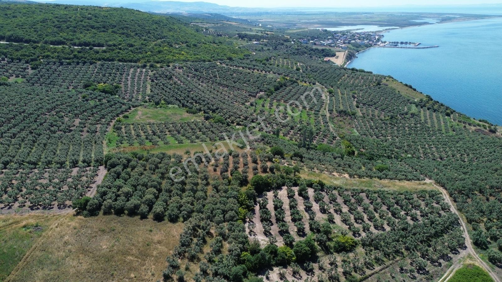 Sevinç'ten Denize 270 Metre Mesafede, Yerleşime Yakın 4.614 M² - Görsel 32