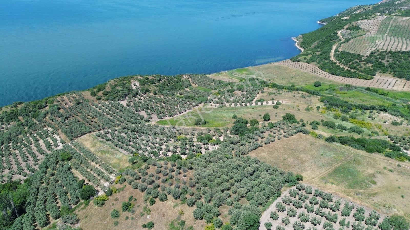 Sevinç'ten Denize 270 Metre Mesafede, Yerleşime Yakın 4.614 M² - Görsel 34