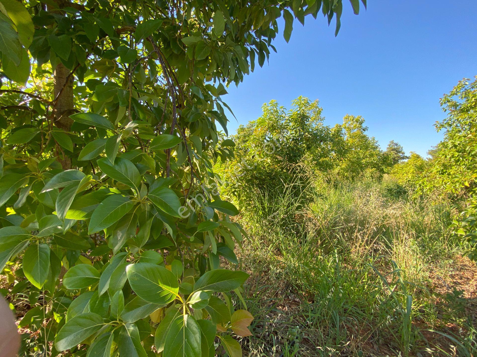 Köşe Parselde 2 Cephesi Açık Park Cepheli Yatırımlık Arsa - Görsel 2