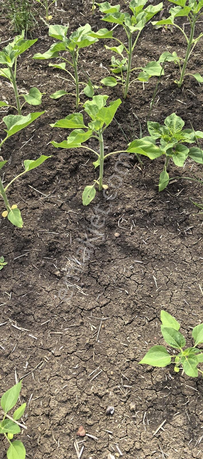 Çorlu Yenice Köyünde Kivi Bahçelerın Yanı Satılık Tarla - Görsel 12