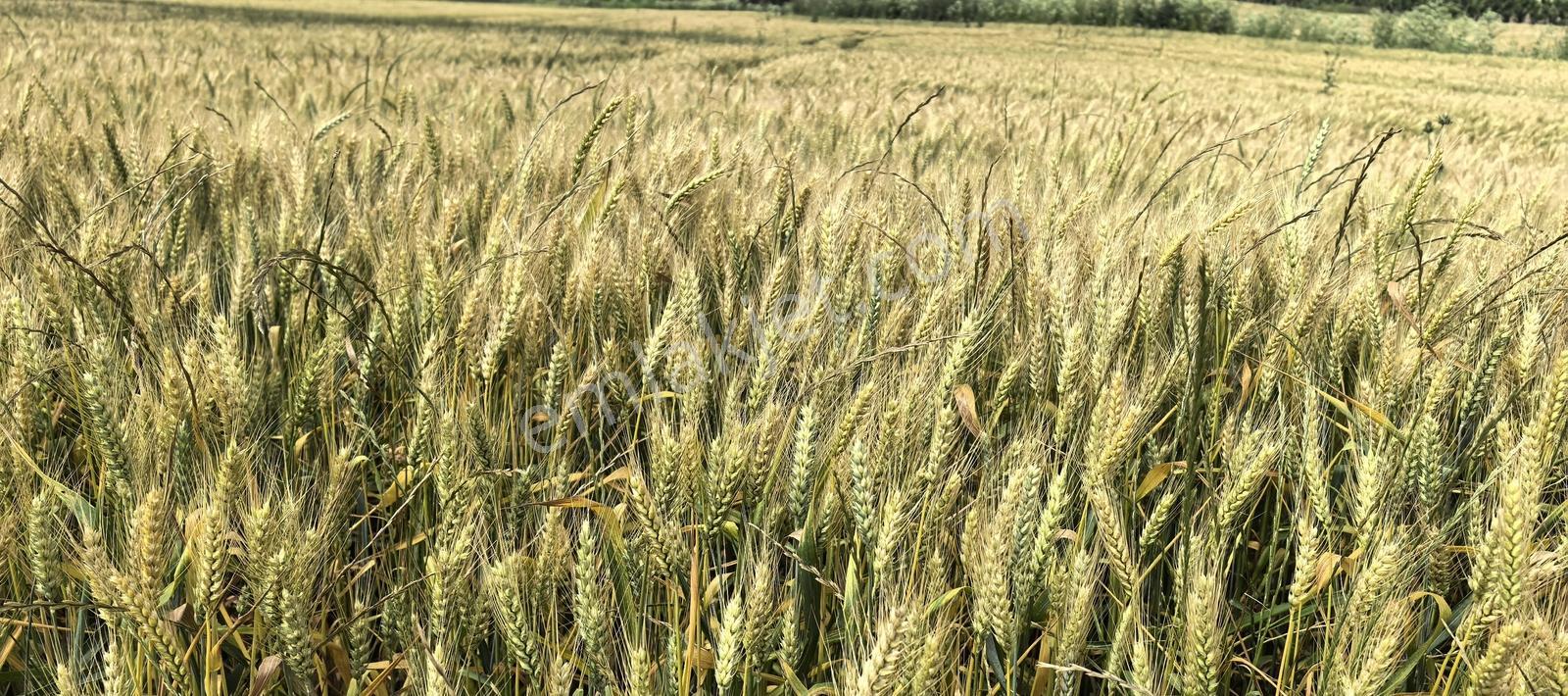 Çorlu Yenice Köyünde Kivi Bahçelerın Yanı Satılık Tarla - Görsel 18