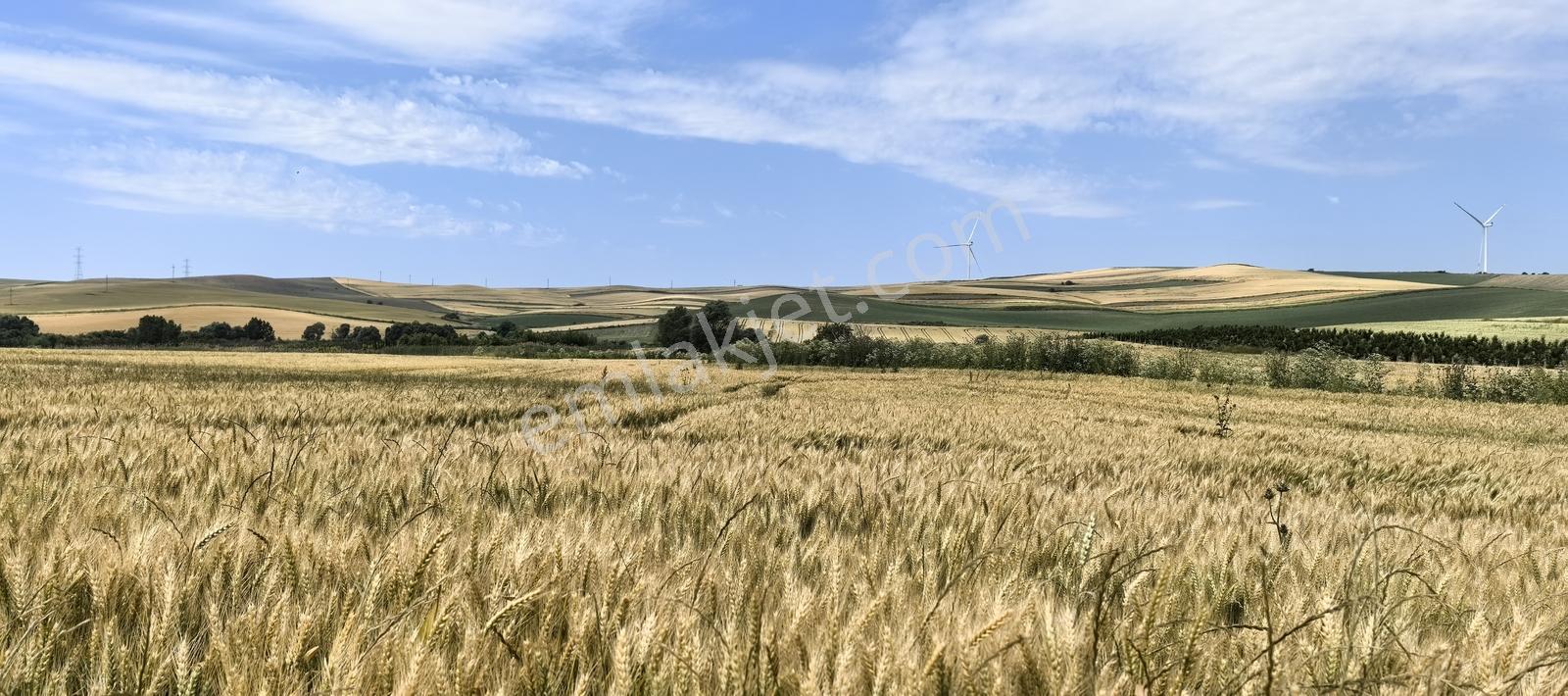 Çorlu Yenice Köyünde Kivi Bahçelerın Yanı Satılık Tarla - Görsel 14